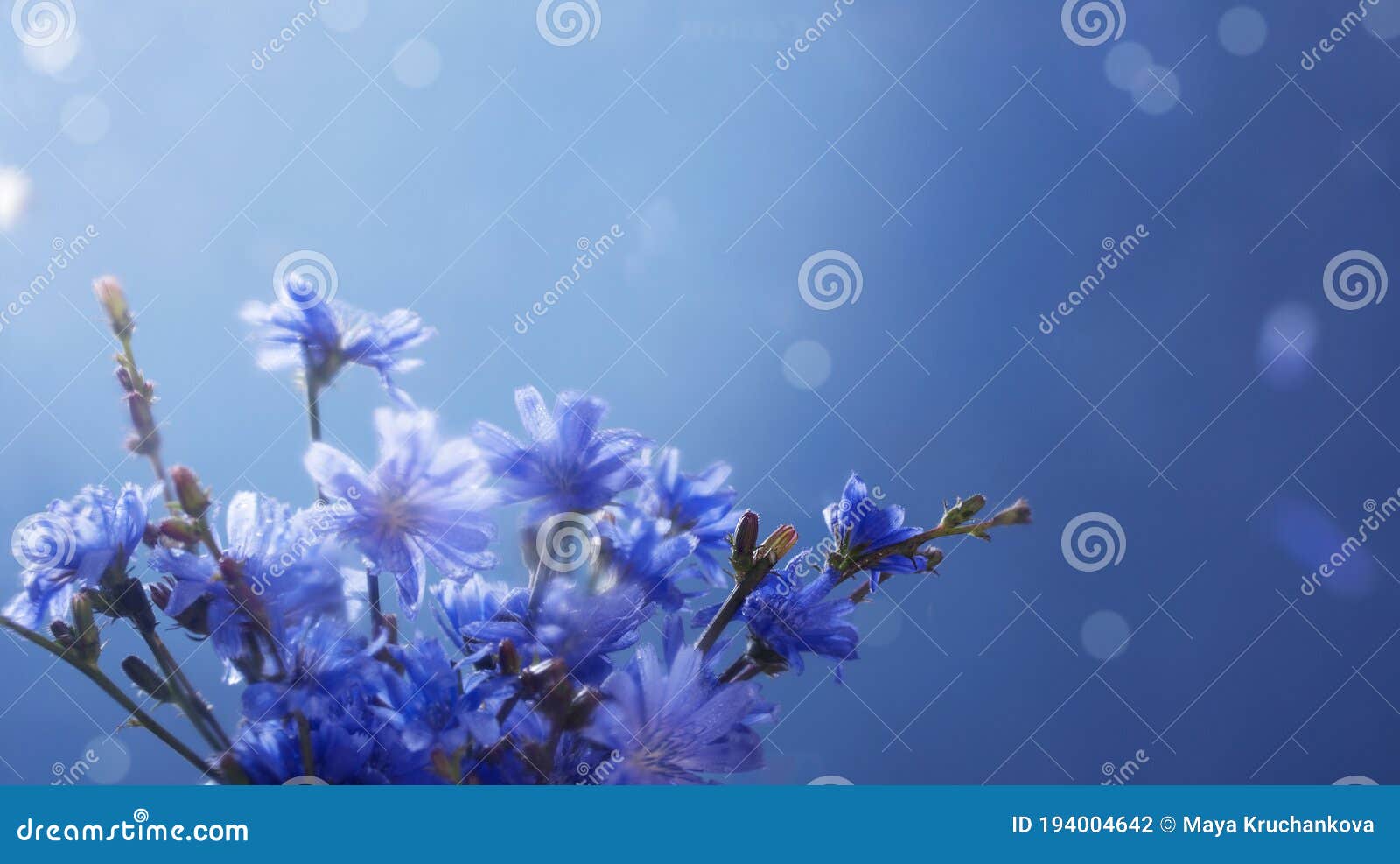 Chicory Flowers Close Up on Blue Background Stock Photo Image of