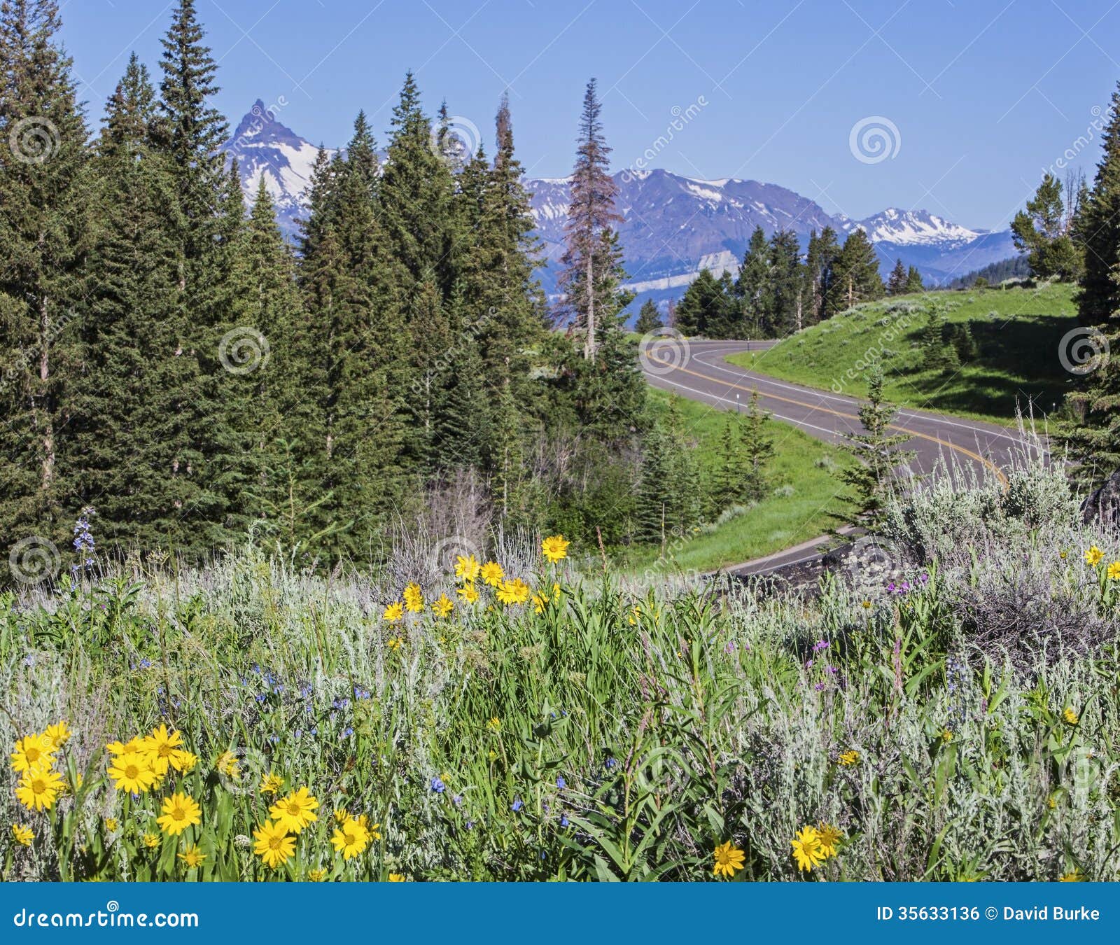chief joseph scenic highway crandall pilot peak beartooth wildflowers