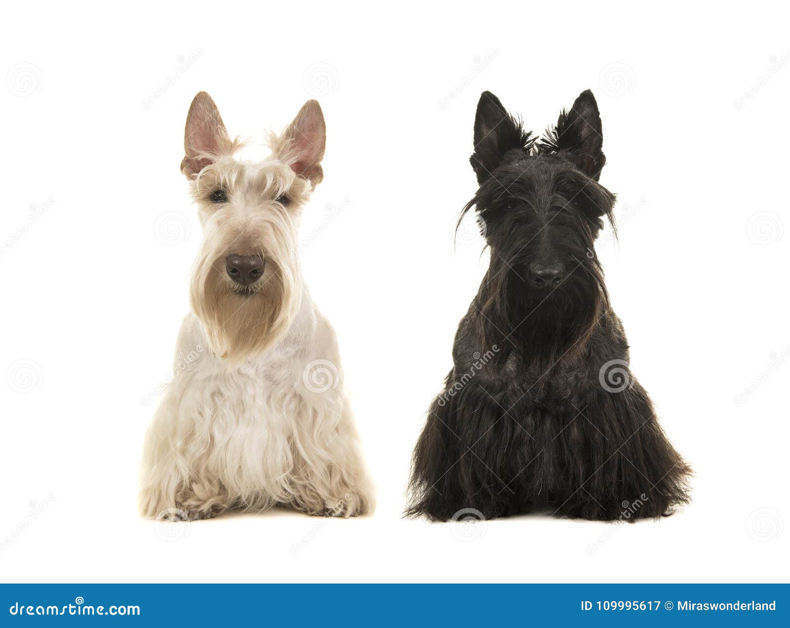 Chien écossais Noir Et Blanc De Terreir Se Reposant Lun à