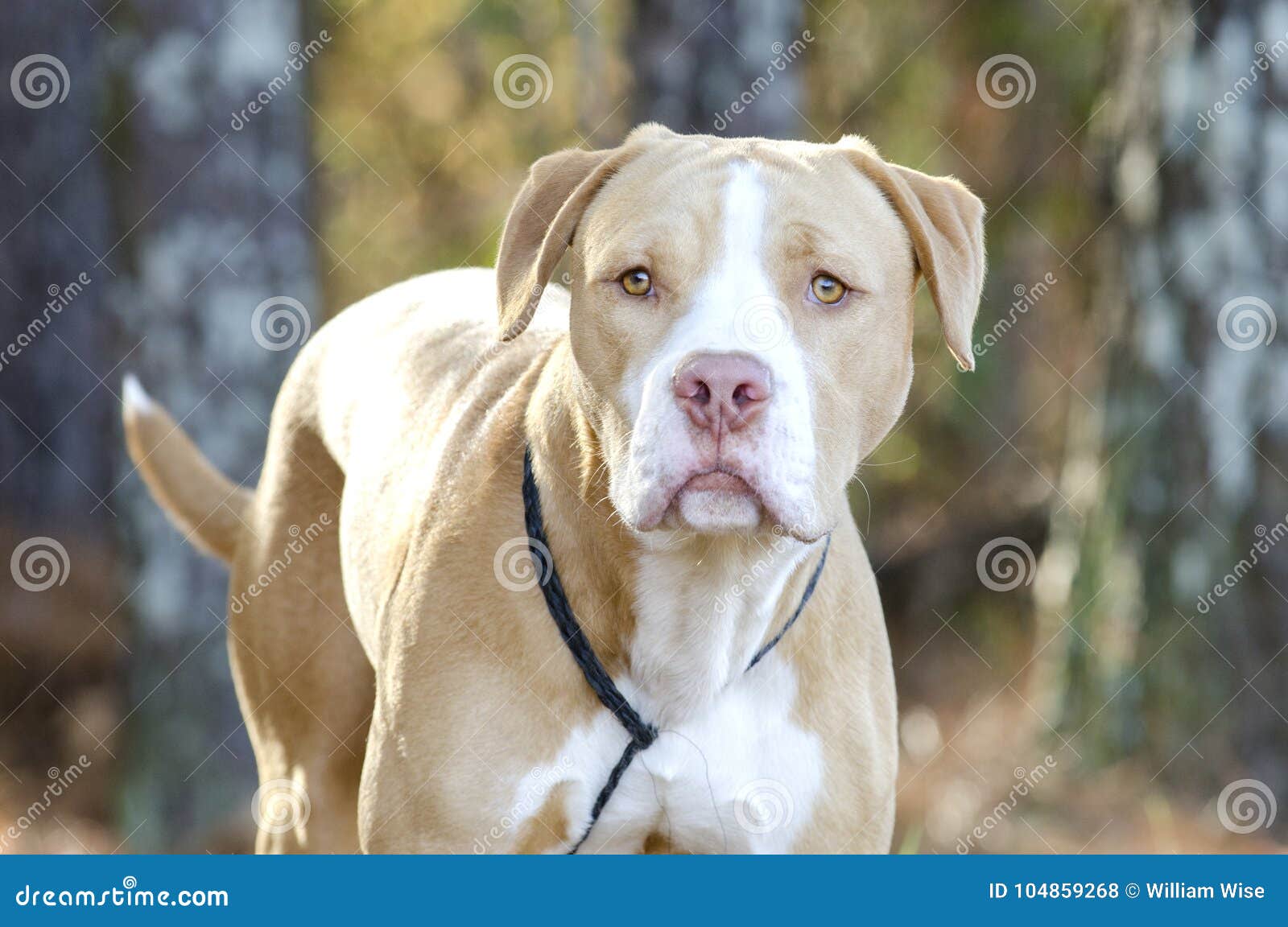 Chien Américain De Race Mélangé Par Pitbull De Bouledogue