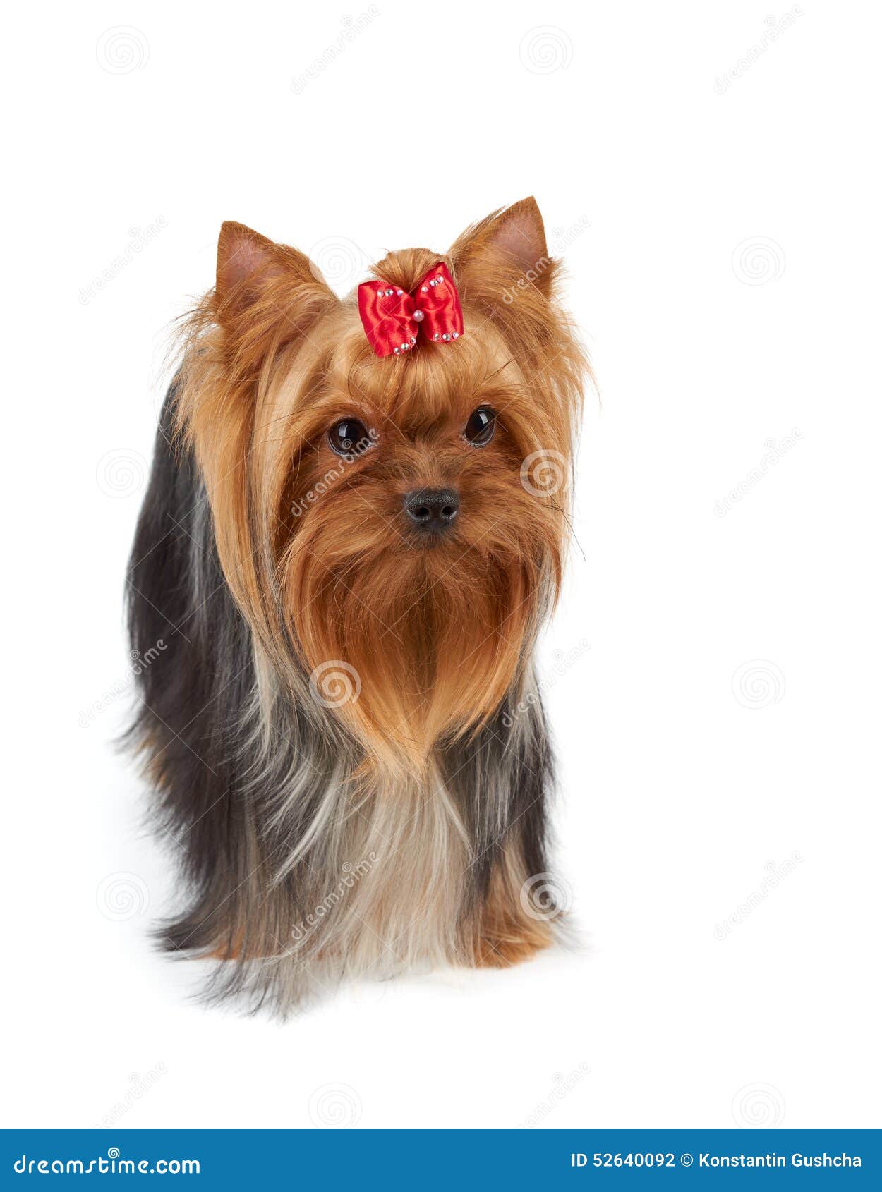 Chien Avec De Grands Beaux Yeux Photo stock - Image du animal, brun: 52640092