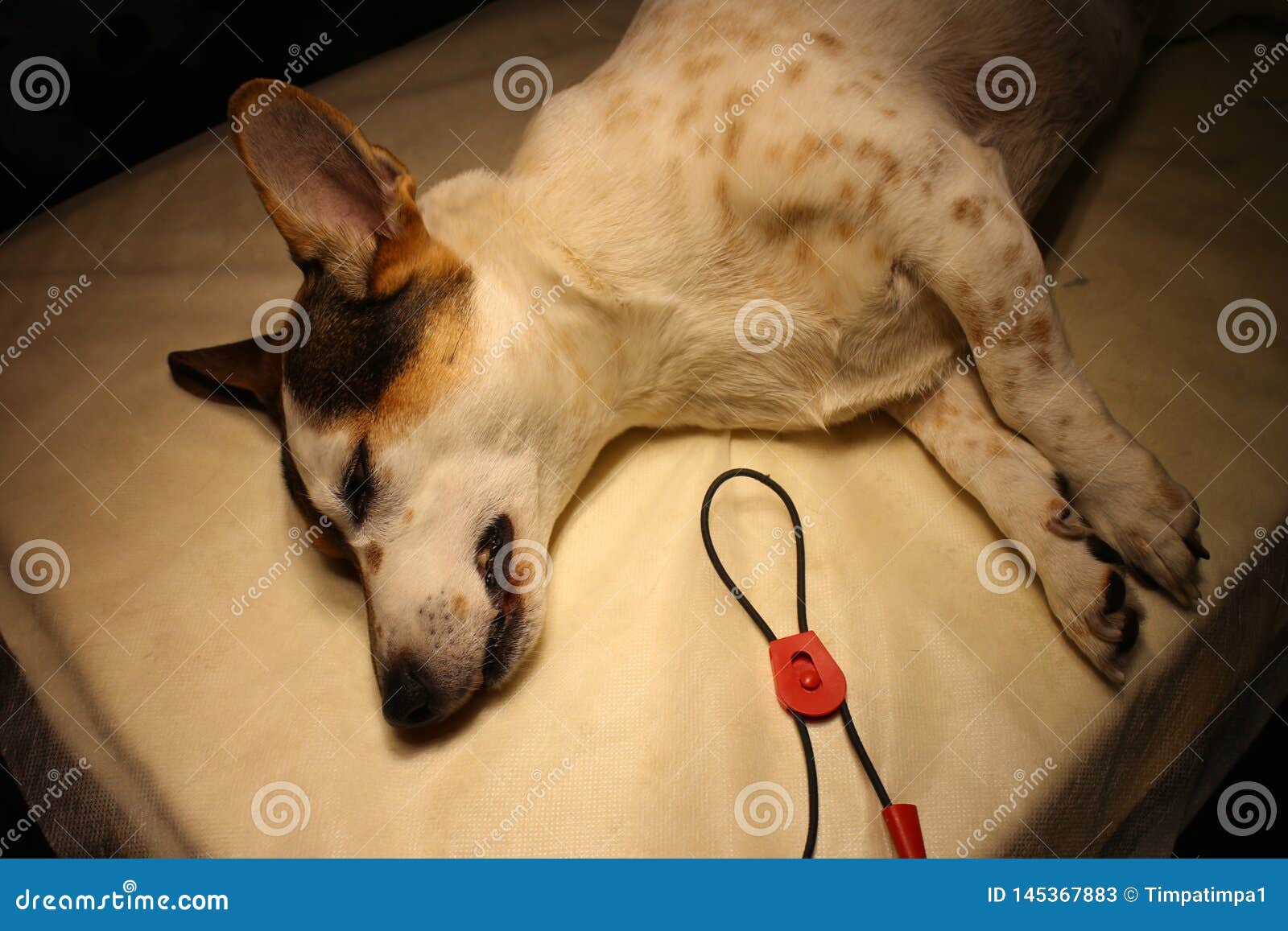 Chien Avec Le Kyste Dermoide Sur Le Dos Du Cou Dans L Anesthesie Sur La Table D Operation Image Stock Image Du Intervention Sommeil Chien Avec Le Kyste Dermoide Sur Le Dos Du Cou Dans L Anesthesie Sur La Table D Operation Image Stock Image Du Intervention Sommeil