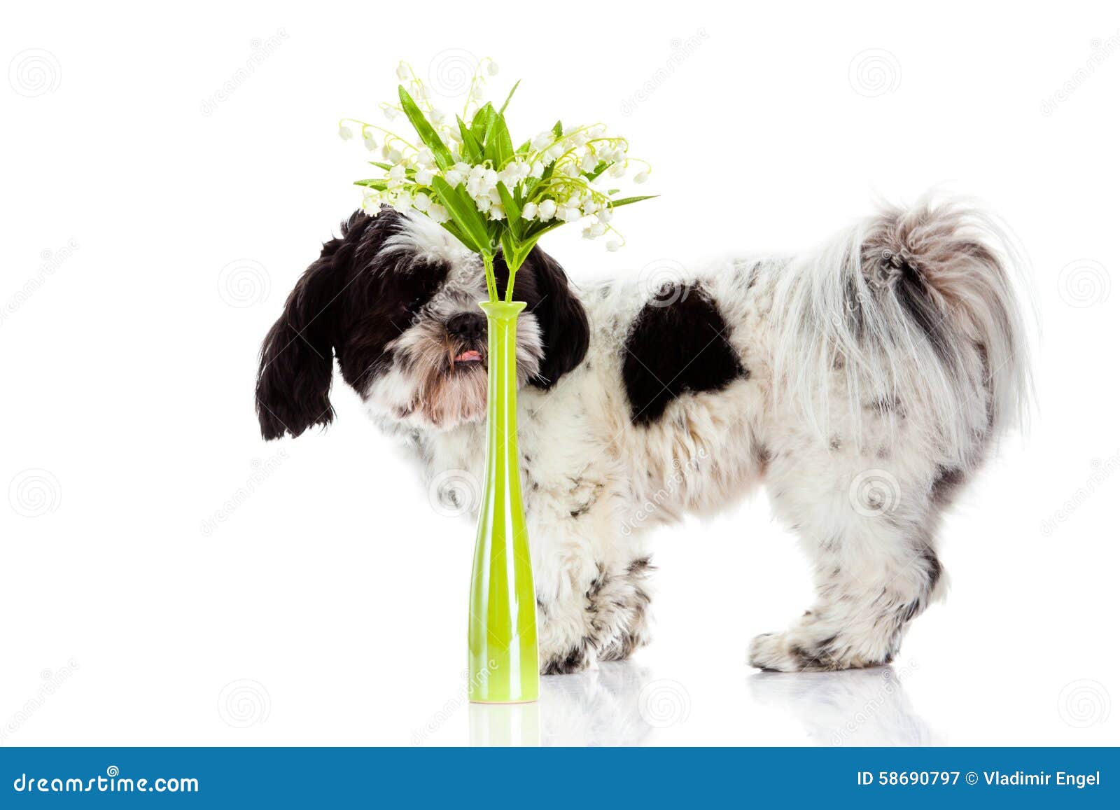 Chien Avec Le Muguet D'isolement Sur Le Fond Blanc Ressort Image stock ...