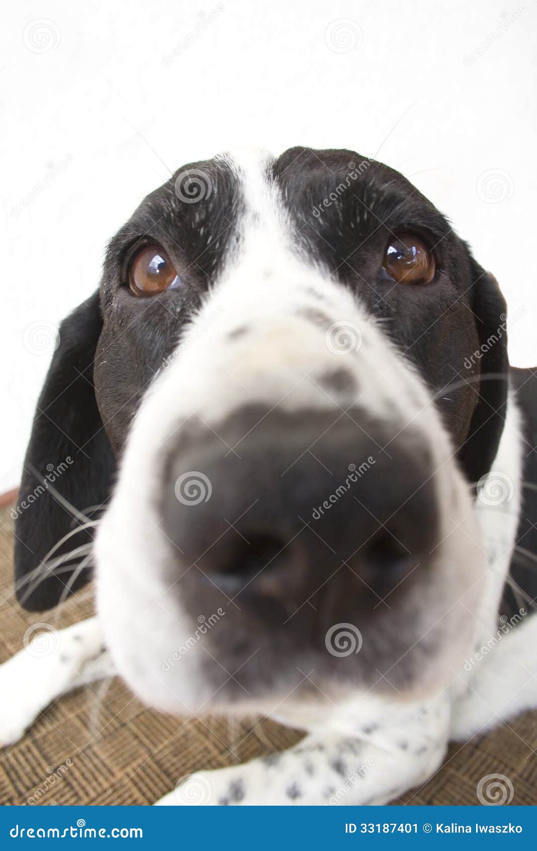 Chien avec un grand nez image stock. Image du fourrure - 33187401