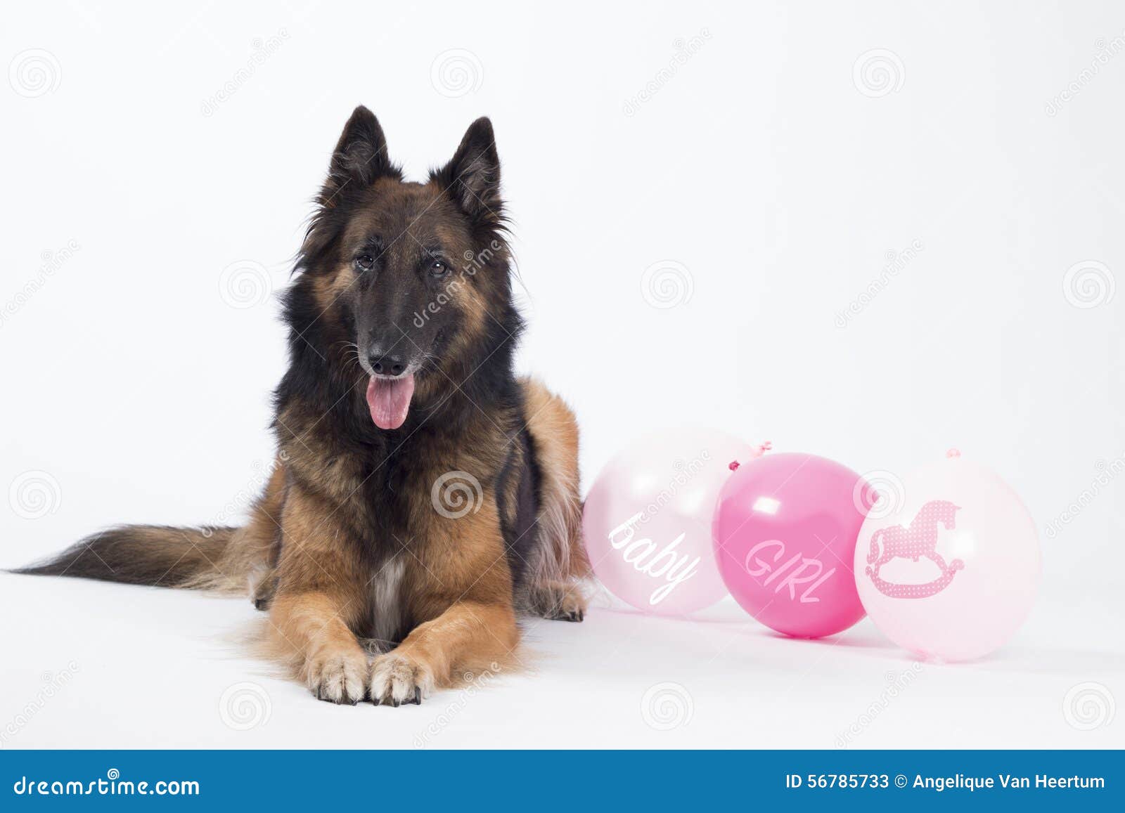 Chien Berger Belge Tervuren Avec Les Ballons Roses Pour Un Bebe Image Stock Image Du Felicitations Studio Chien Berger Belge Tervuren Avec Les Ballons Roses Pour Un Bebe Image Stock Image Du Felicitations Studio