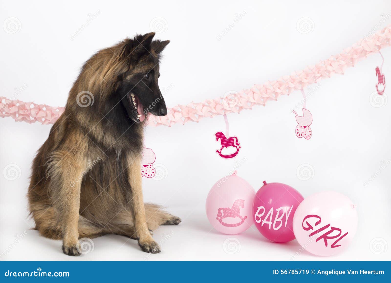 Chien Berger Belge Tervuren Se Reposant Avec Les Ballons Et Les Guirlandes Roses De Bebe Image Stock Image Du Heureux Berger Chien Berger Belge Tervuren Se Reposant Avec Les Ballons Et Les Guirlandes Roses De Bebe Image Stock Image Du Heureux Berger