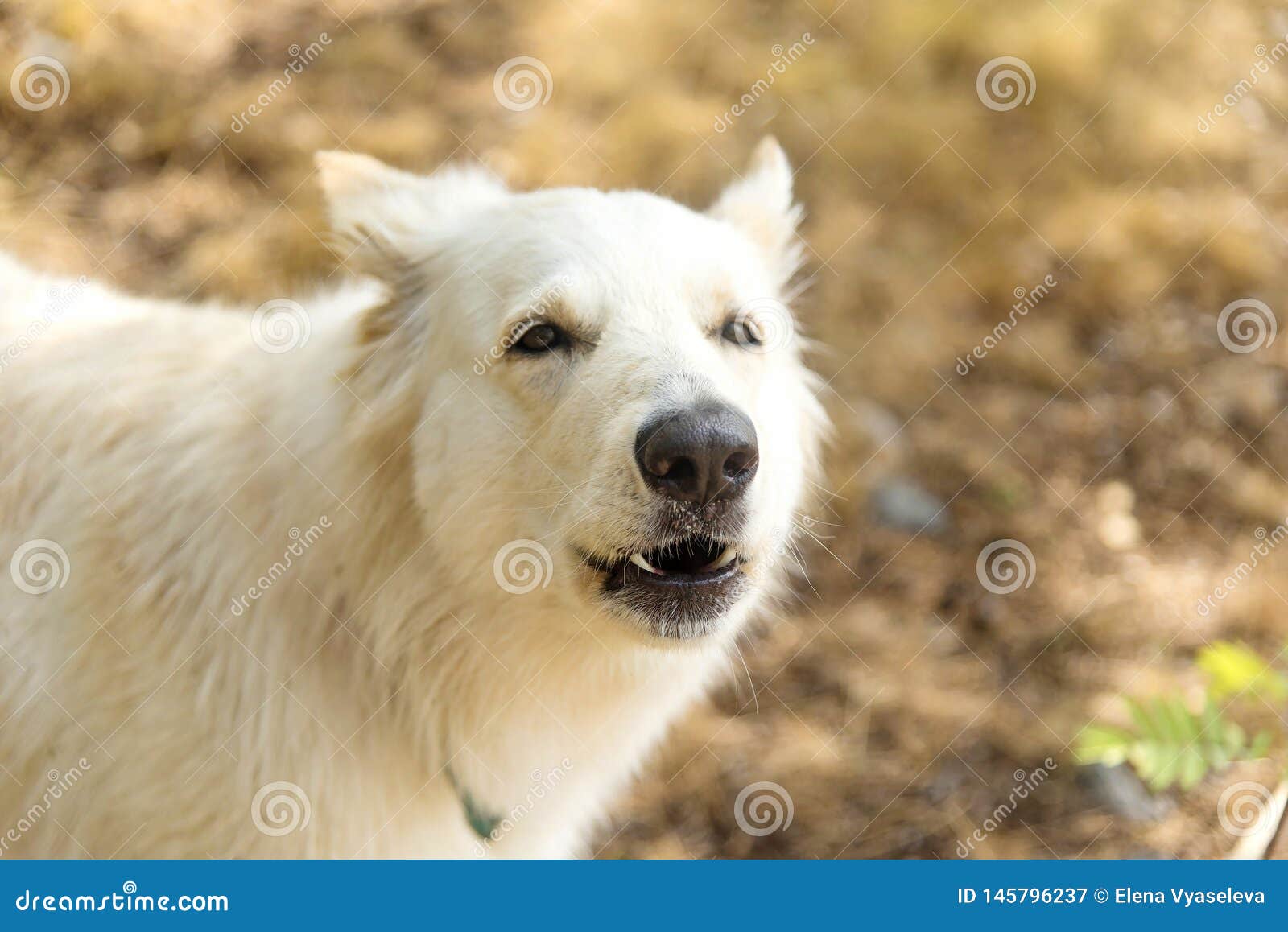 Chien Berger Blanc Suisse In Summer Forest The Dog Howls And