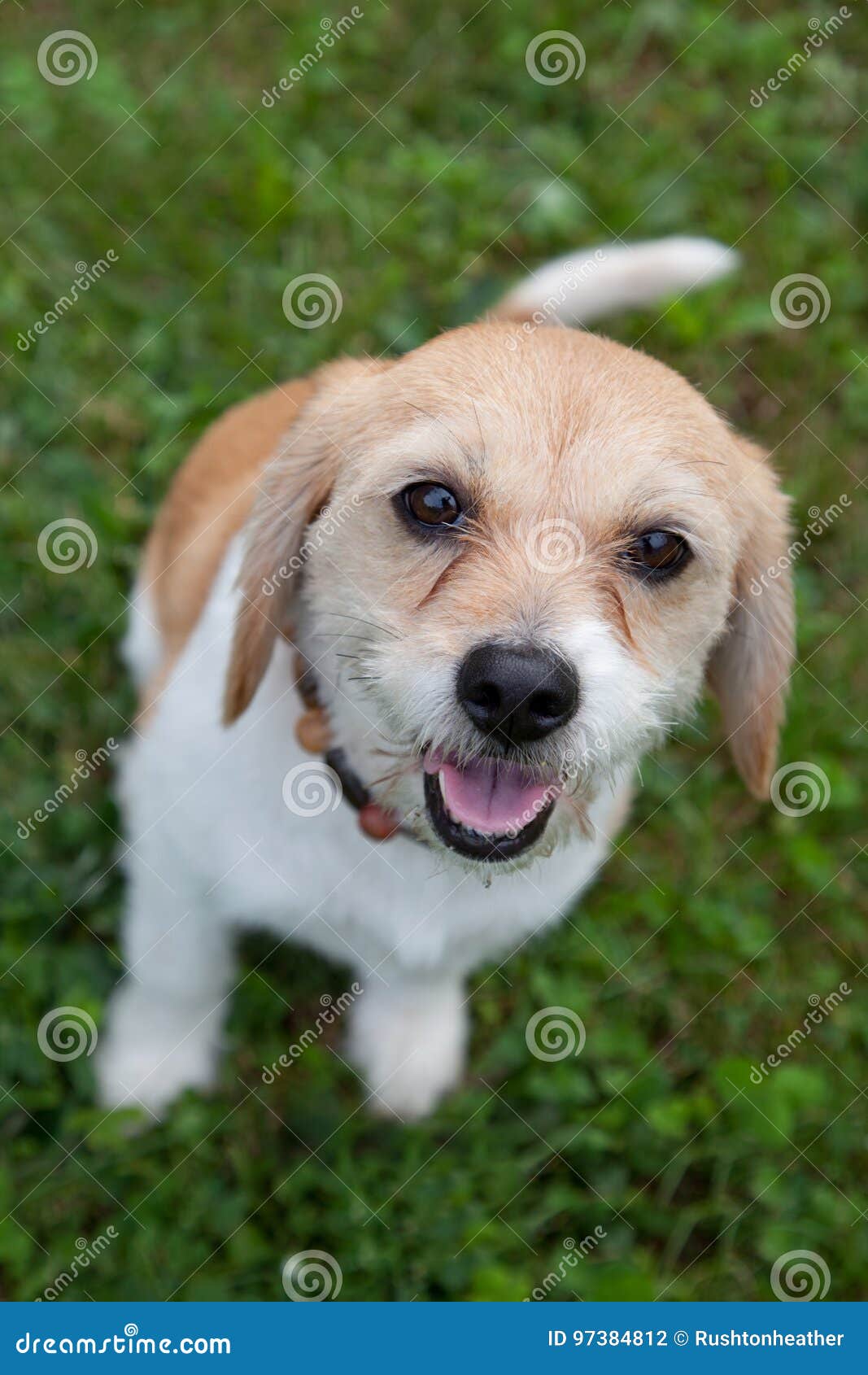 Chien Blanc Brun Adorable Photo Stock Image Du Pelucheux