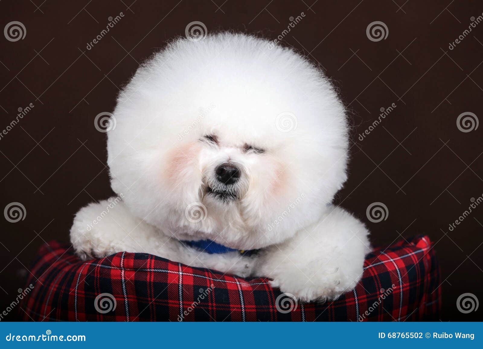 Chien Blanc De Bichon Frise Photo Stock Image Du Purebred