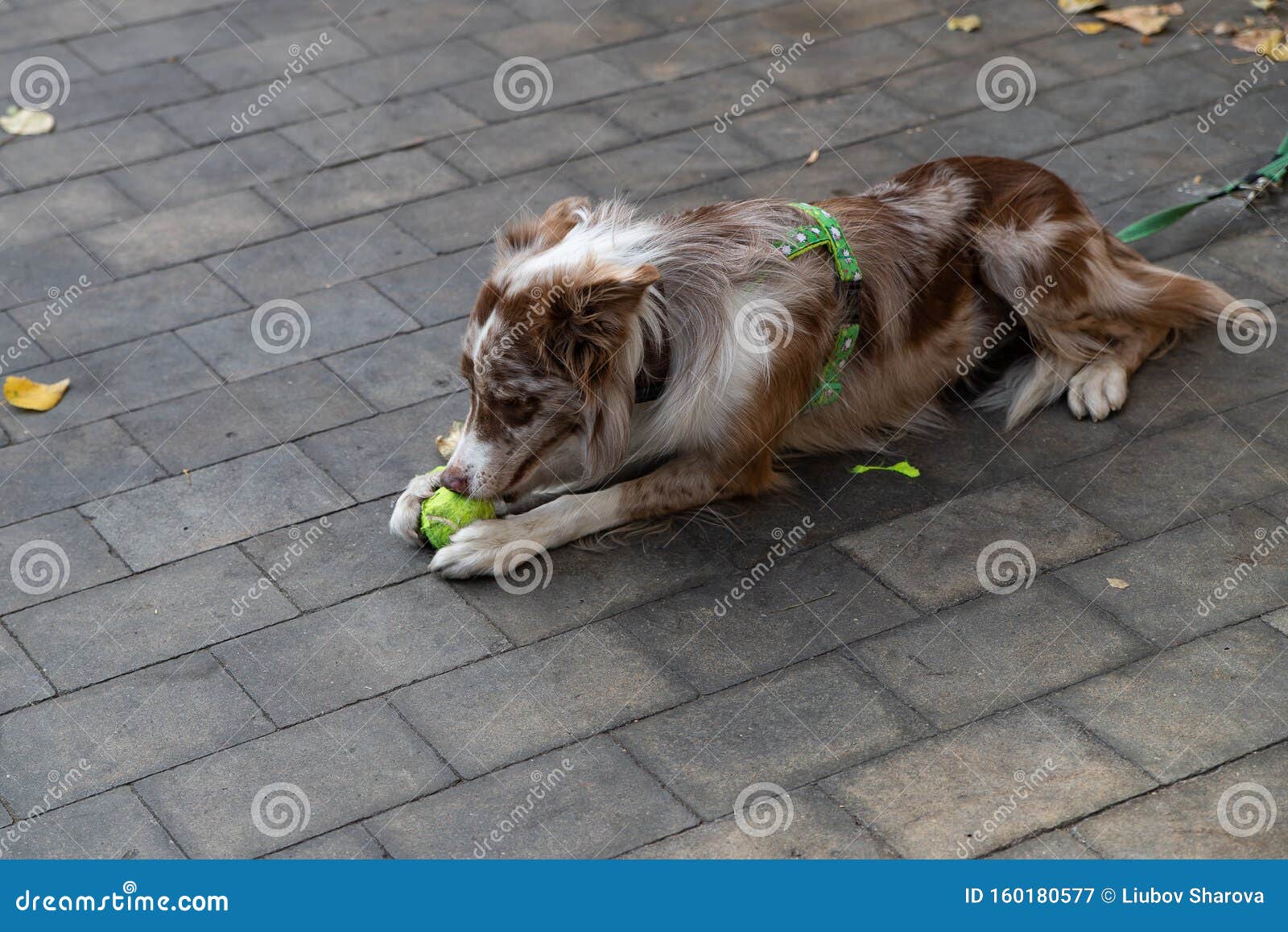 Chien Blanc De Collie Une Vieille Race Anglaise De Chiens