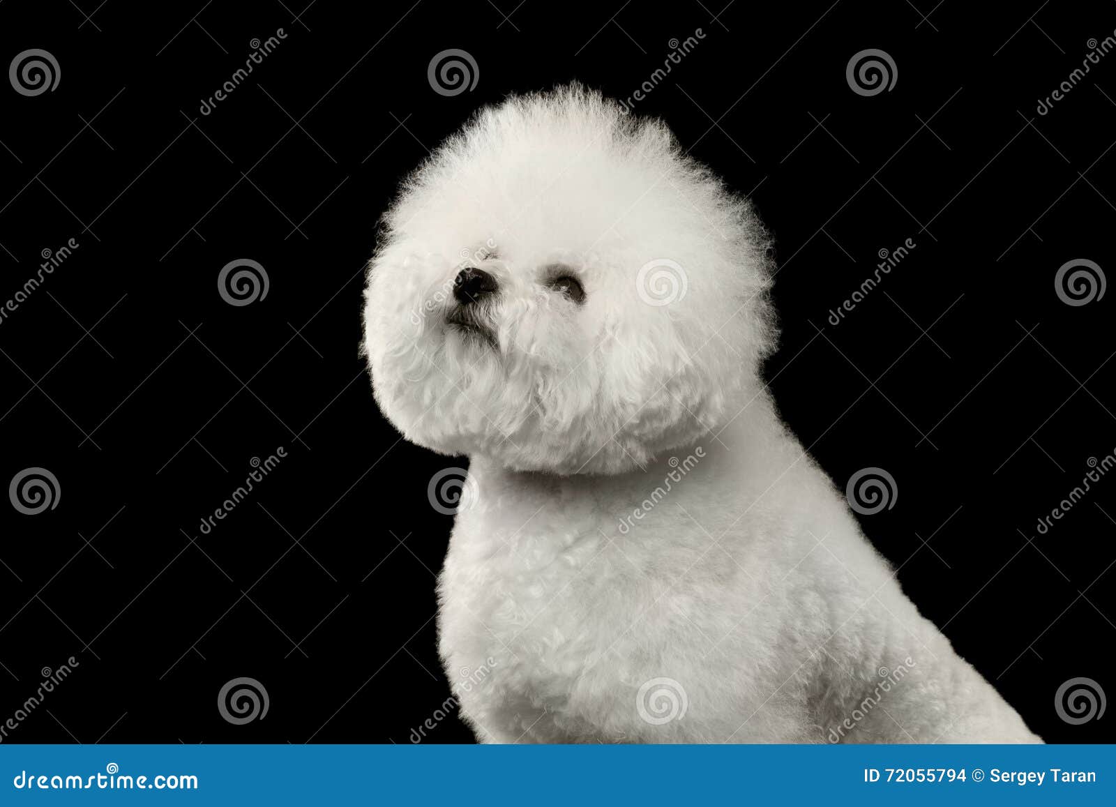 Chien Blanc De Race De Bichon Frise De Plan Rapproché