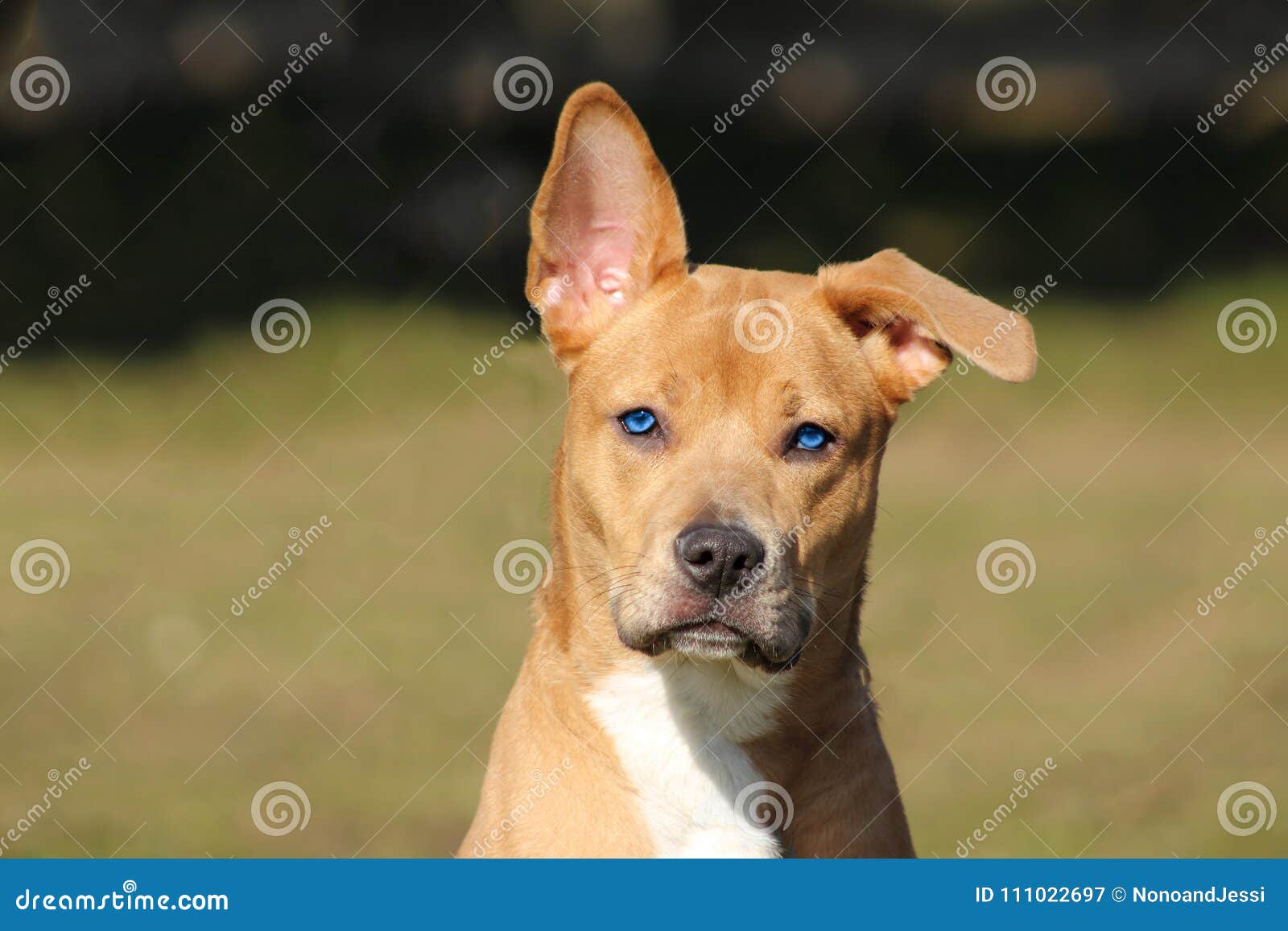 Chien Brun Clair Avec Un Regard Attentif Et Espiègle Dun