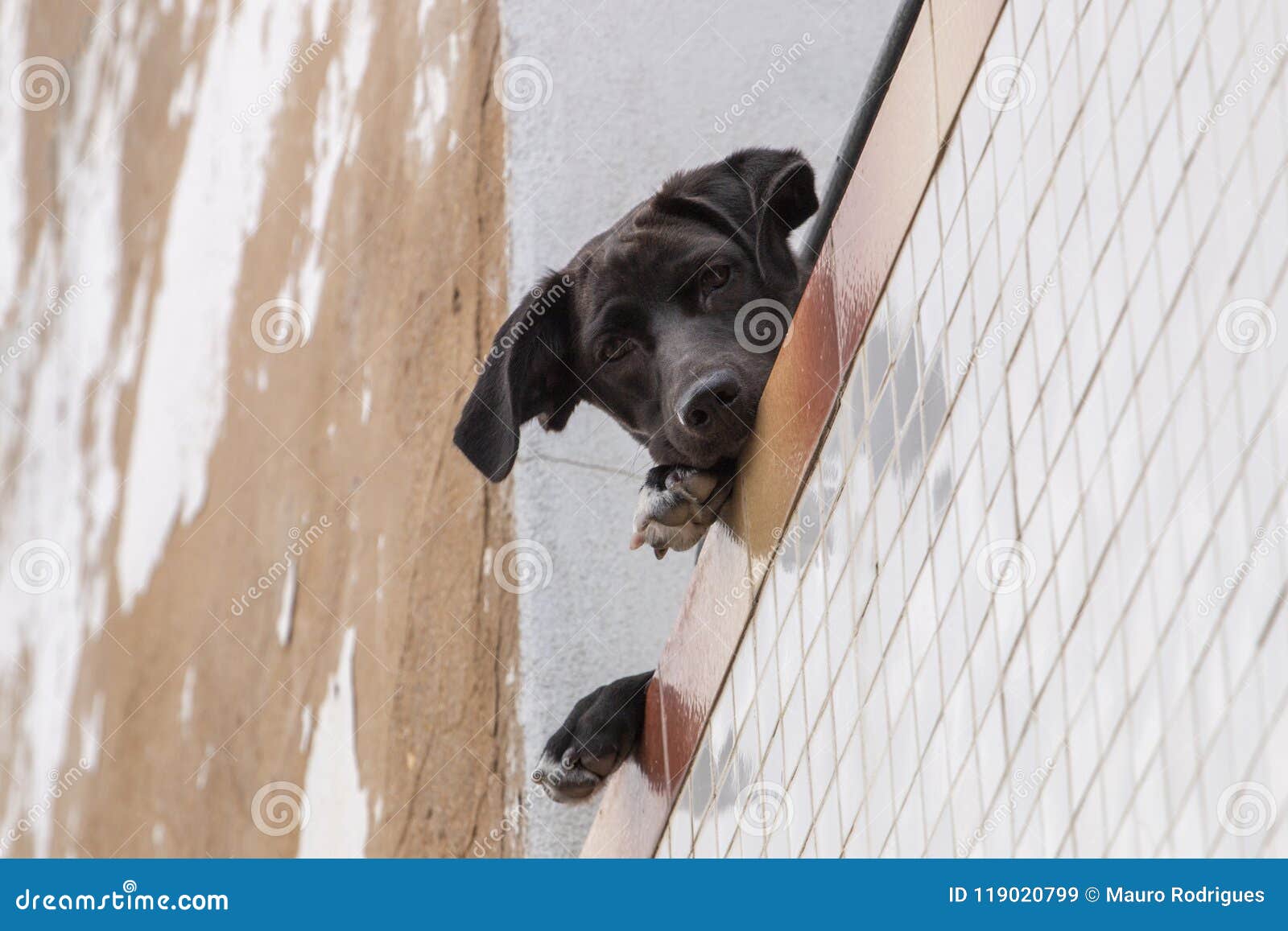 https://thumbs.dreamstime.com/z/chien-curieux-sur-le-balcon-119020799.jpg