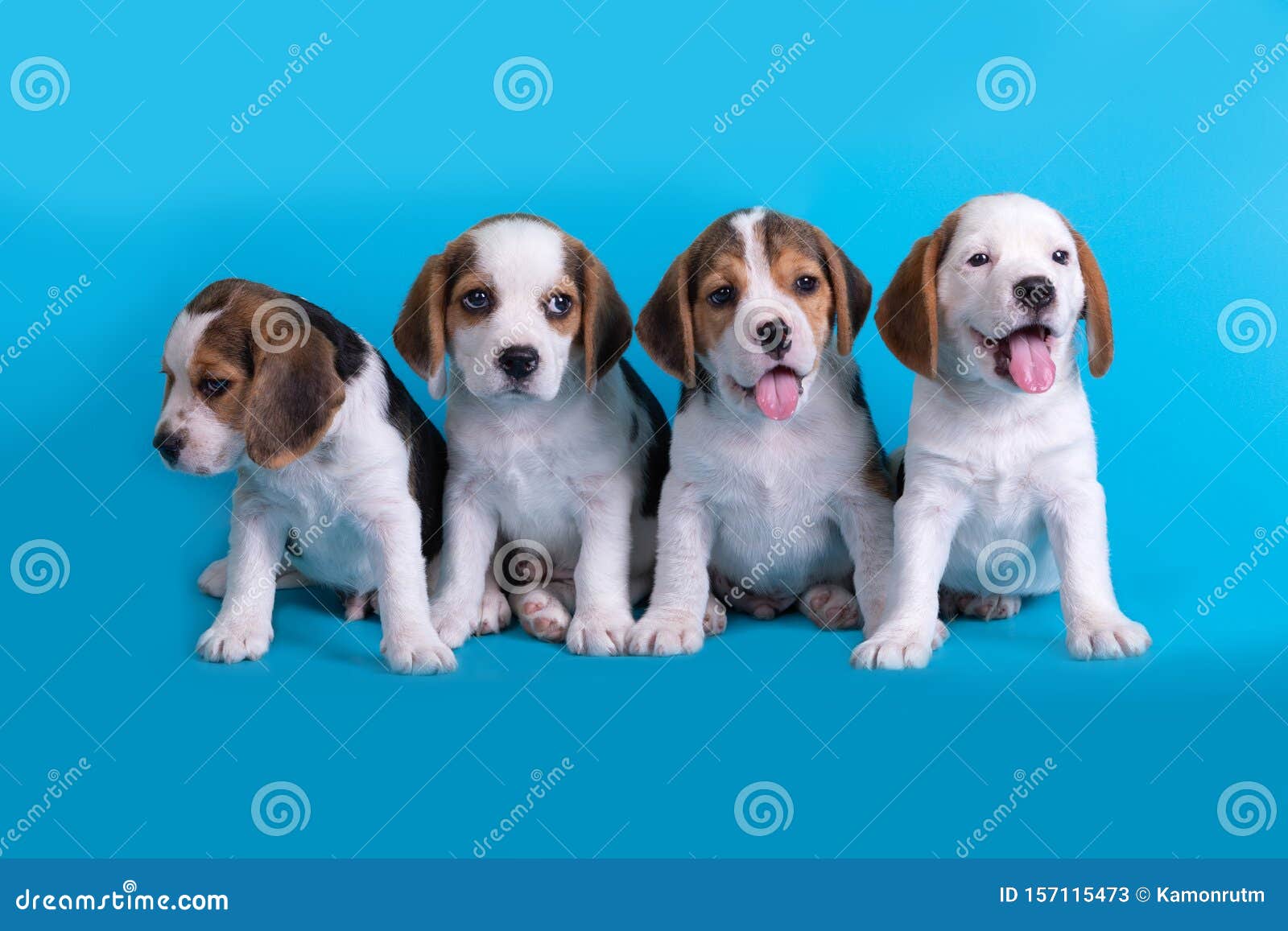 Chien Cute Of Group Of Beagle Puppy Assis Et A La Culotte Image Stock Image Du Isolement Groupe