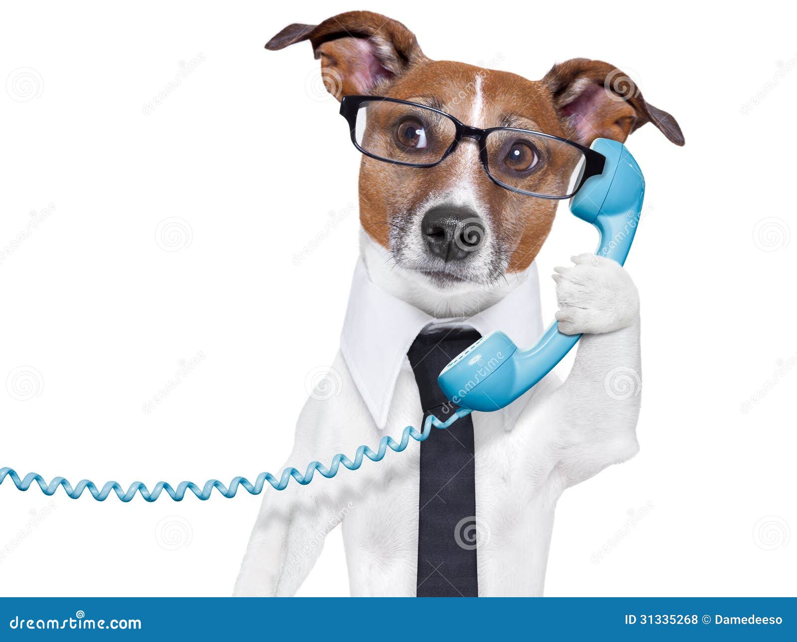 Chien D'affaires Au Téléphone Photo stock Image du comptable, oreille