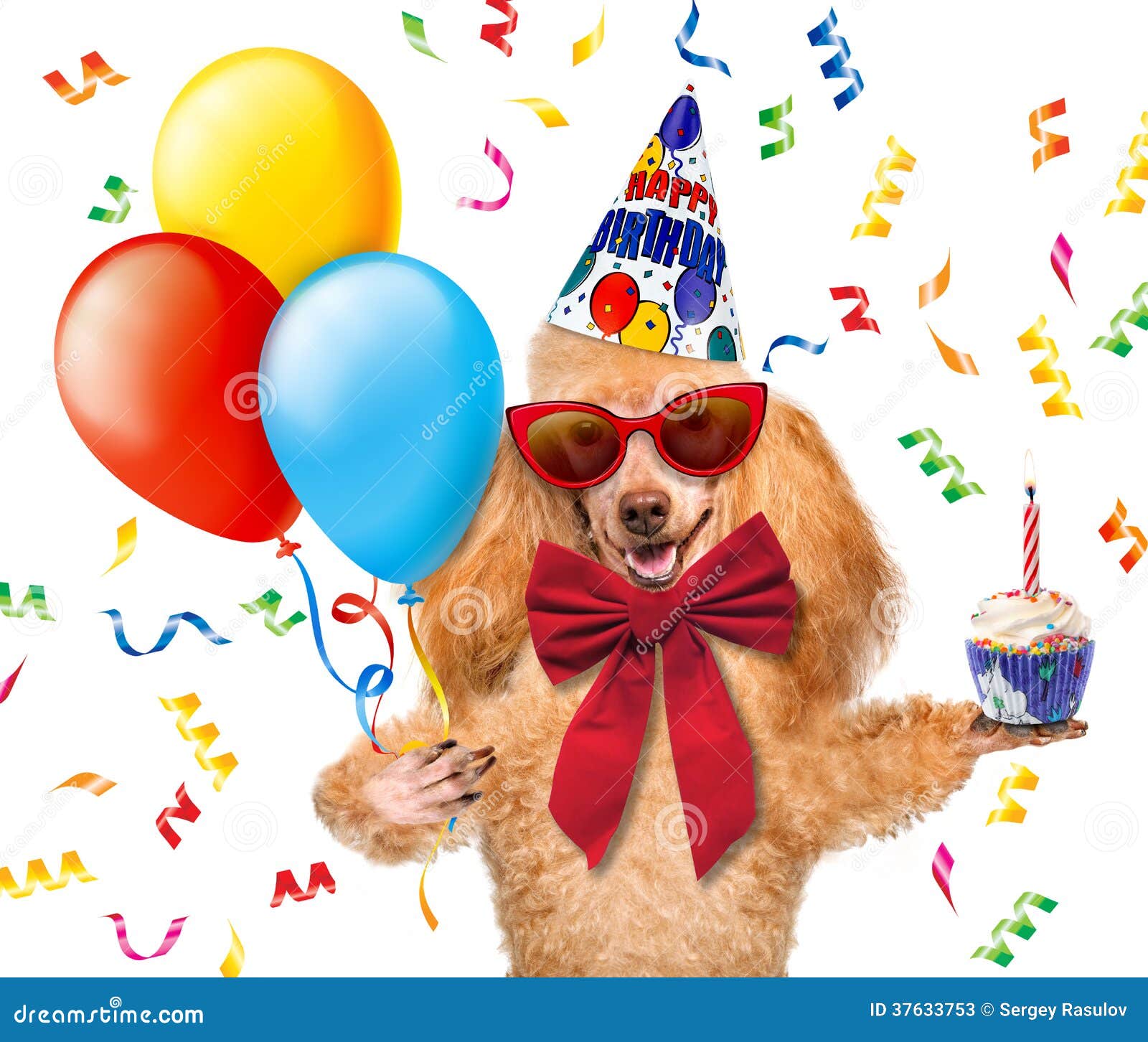 Chien D Anniversaire Avec Des Ballons Et Un Petit Gateau Image Stock Image Du Tart Festival Chien D Anniversaire Avec Des Ballons Et Un Petit Gateau Image Stock Image Du Tart Festival