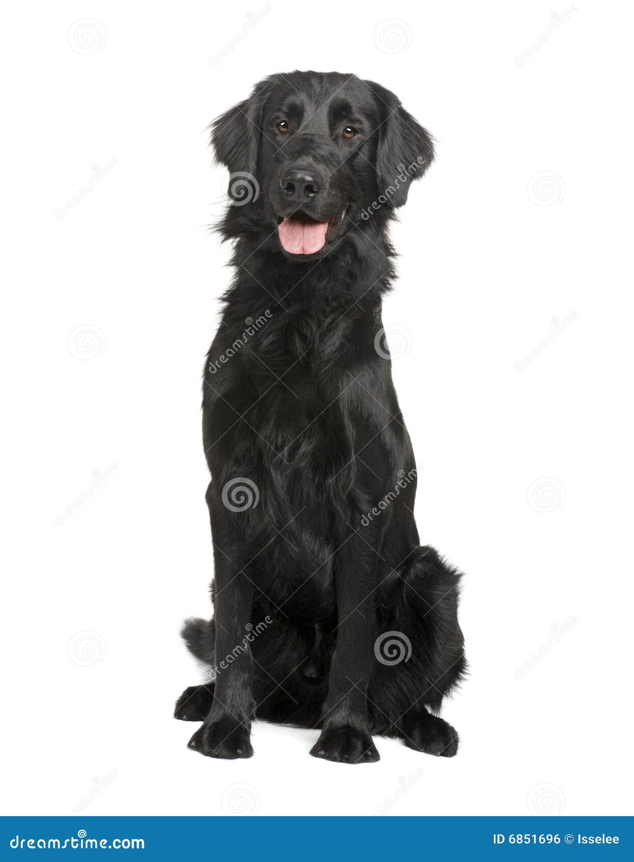 Chien Darrêt Noir De 17 Mois De Labrador Photo Stock