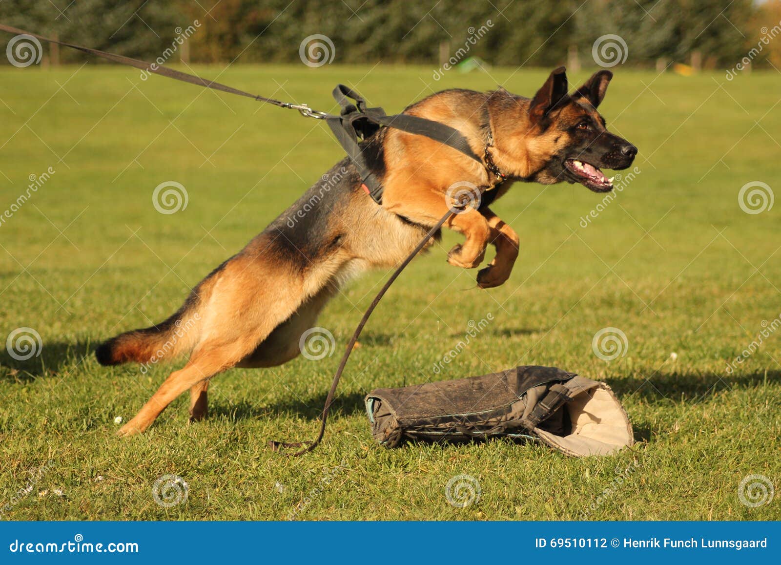Pourquoi mon chien a-t-il besoin d’attaquer avant de se faire attaquer