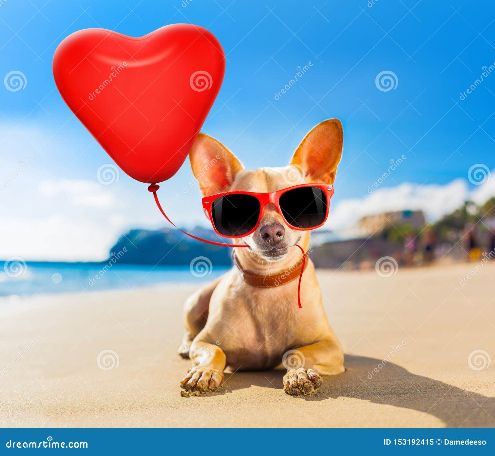 Chiwawa D Anniversaire Photos Libres De Droits Et Gratuites De Dreamstime