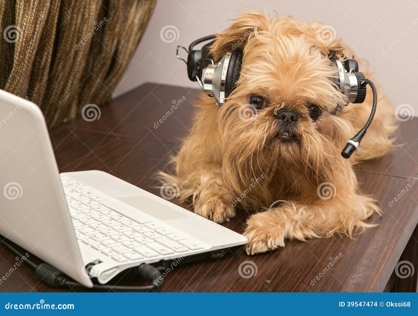 Chien Dans Les écouteurs Avec Le Microphone Photo stock Image 39547474