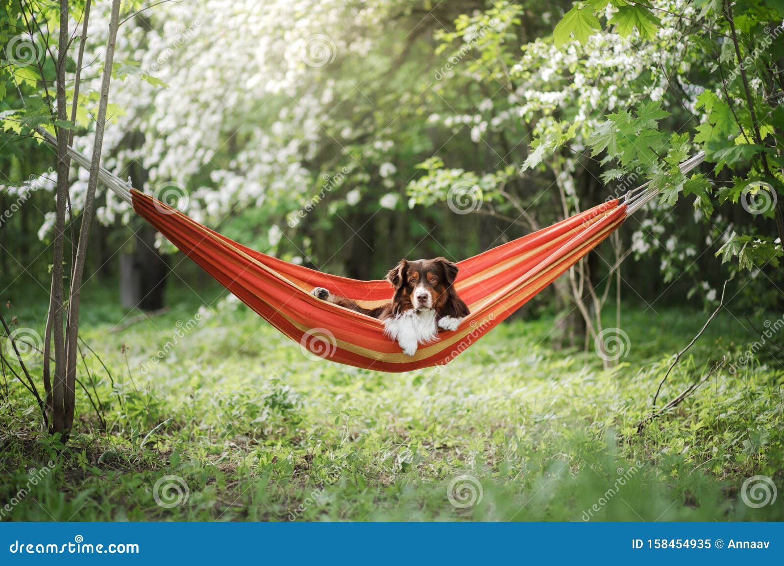 le chien se repose dans un hamac sur la nature. moment de détente