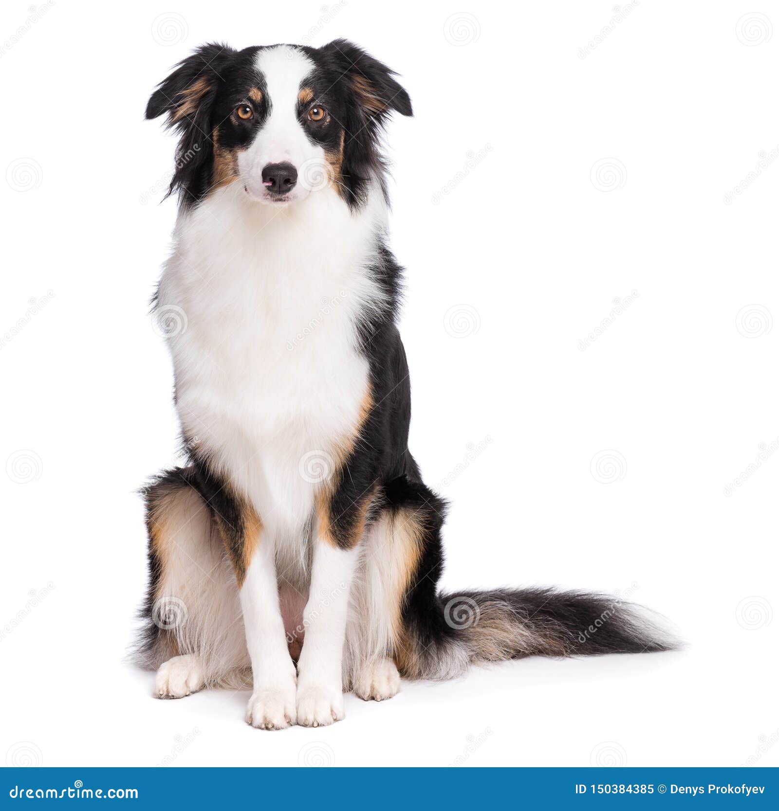 Chien De Berger Australien Sur Le Blanc Image Stock Image Du Berger Blanc