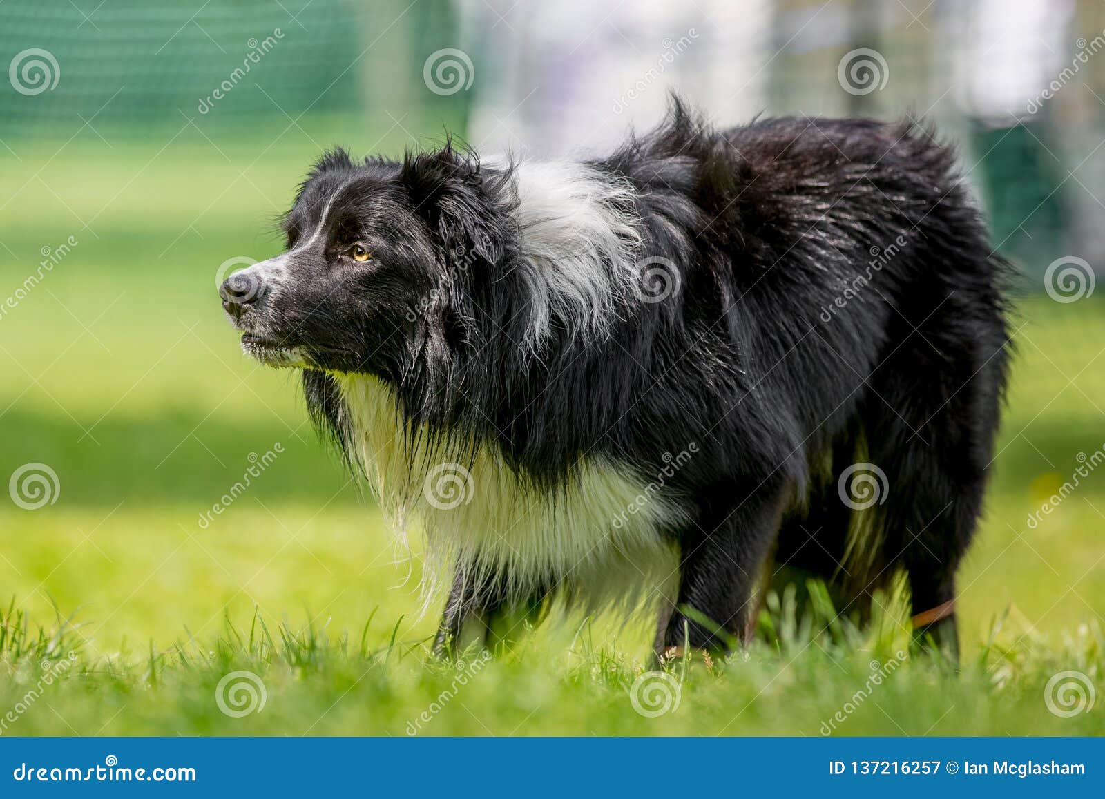 Chien De Berger De Border Collie Regardant Fixement Quelque