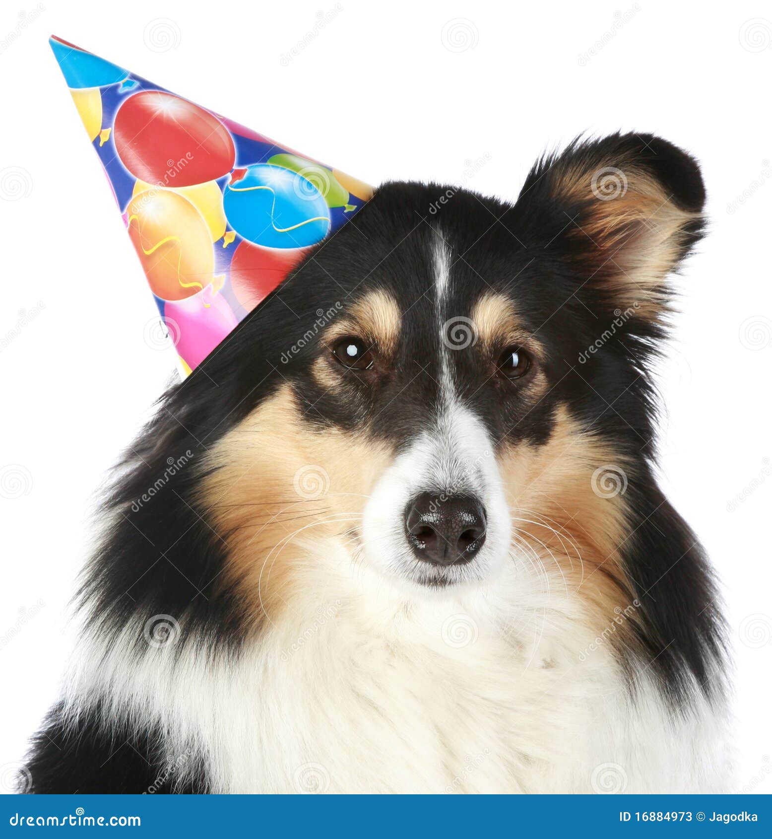 Chien De Berger D Iles Shetland Avec Le Chapeau De Reception Image Stock Image Du Reception Chapeau