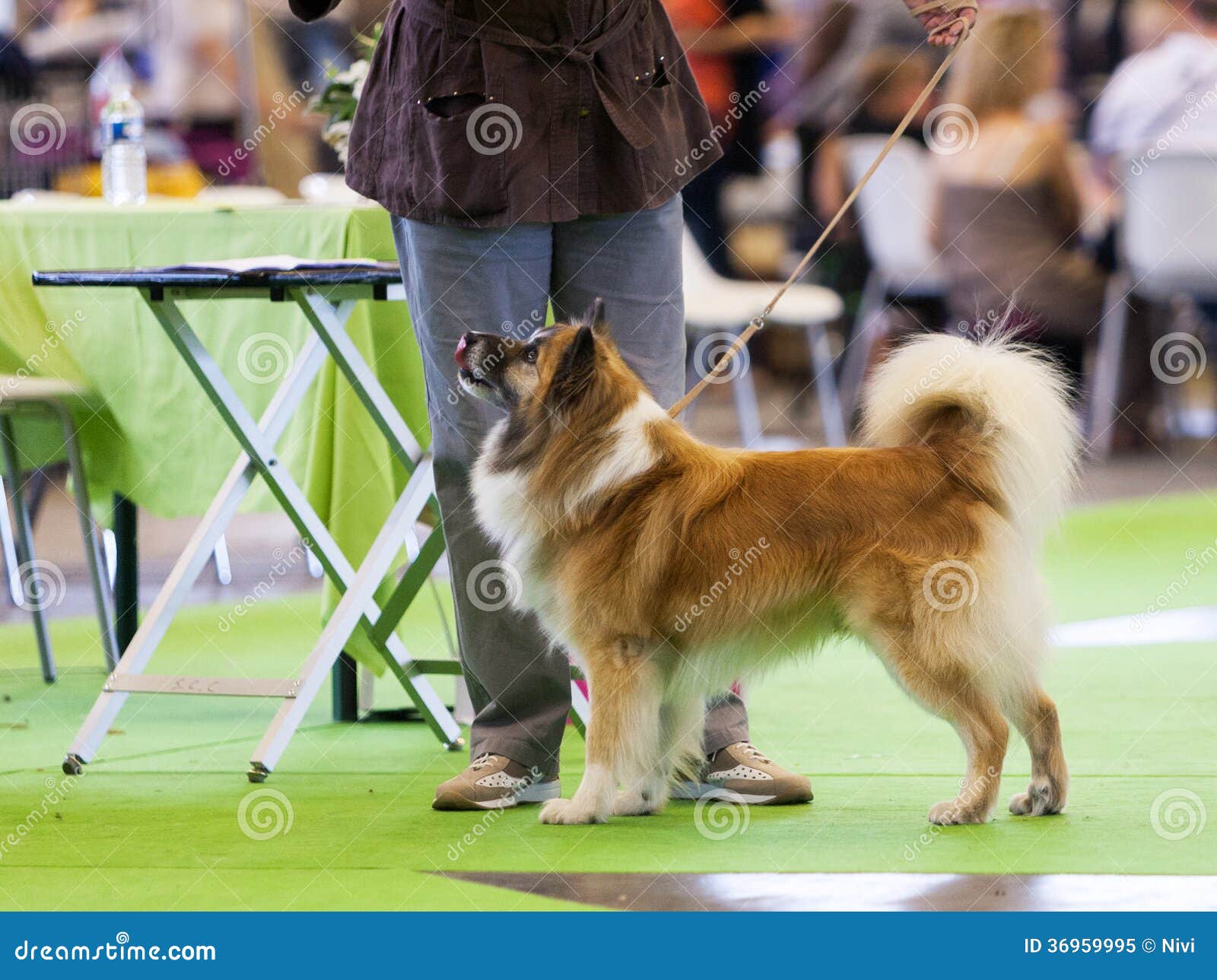 Chien De Berger Islandais Dans Lanneau Dexposition Image