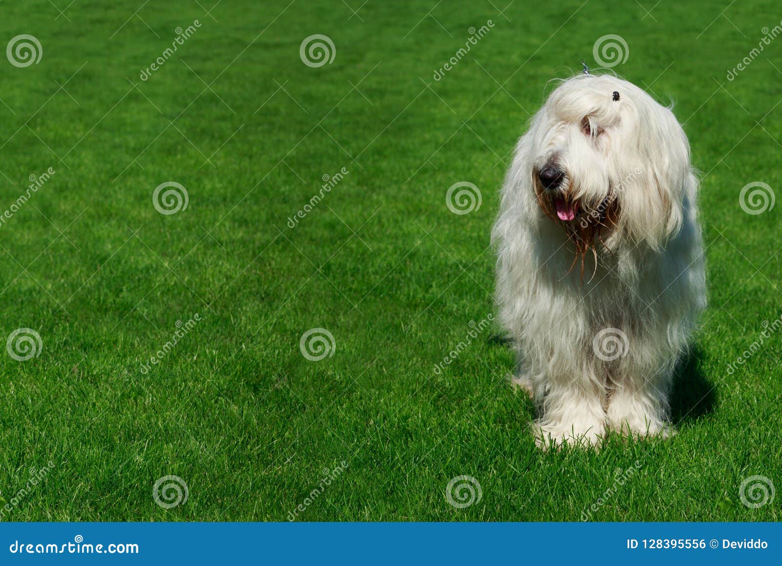 Chien De Berger Russe Du Sud De Race De Chien Photo Stock