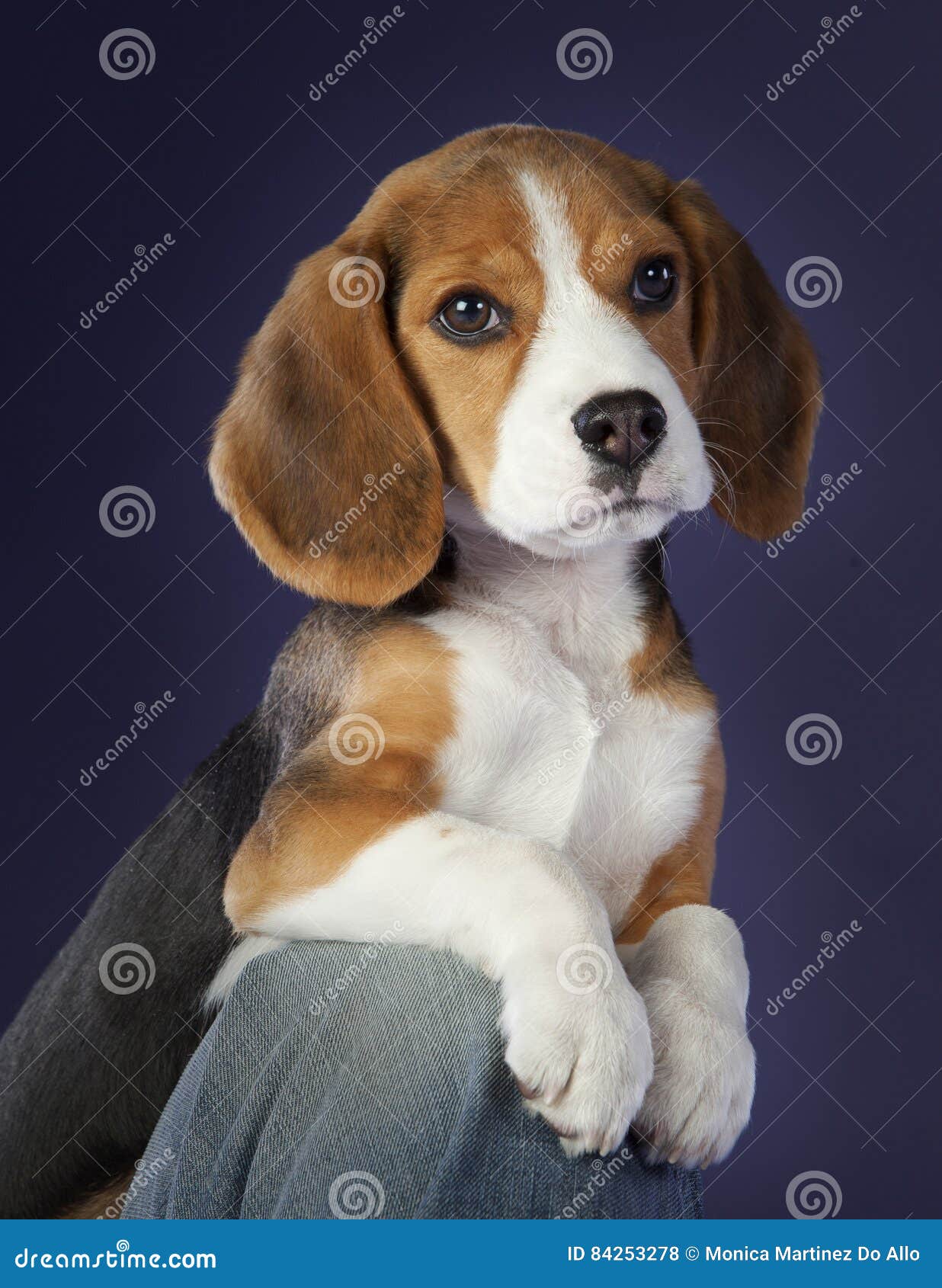 Chien De Briquet De Bebe Photo Stock Image Du Hirsute