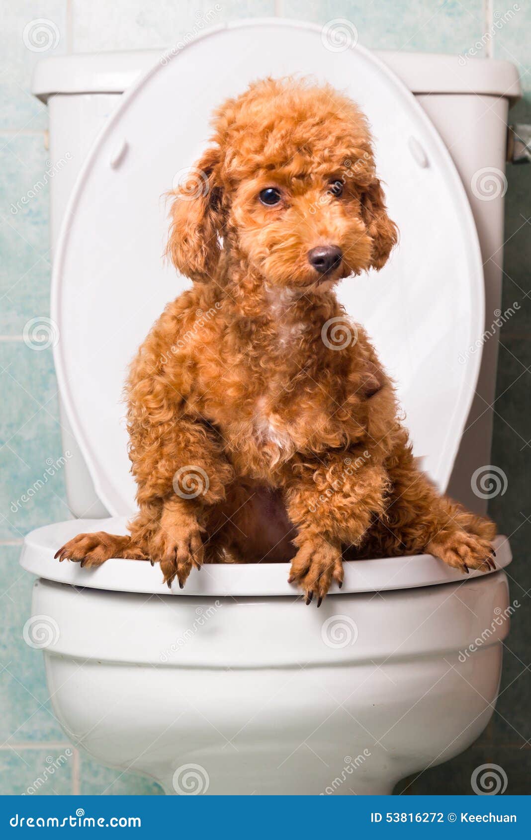 Les animaux ont-ils une âme ? - Page 8 Chien-de-caniche-brun-fut%C3%A9-pooping-dans-la-cuvette-des-toilettes-53816272