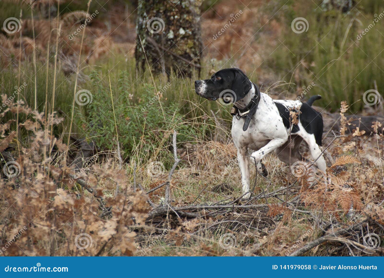 Chien De Chasse Race Dindicateur Se Dirigeant Photo Stock