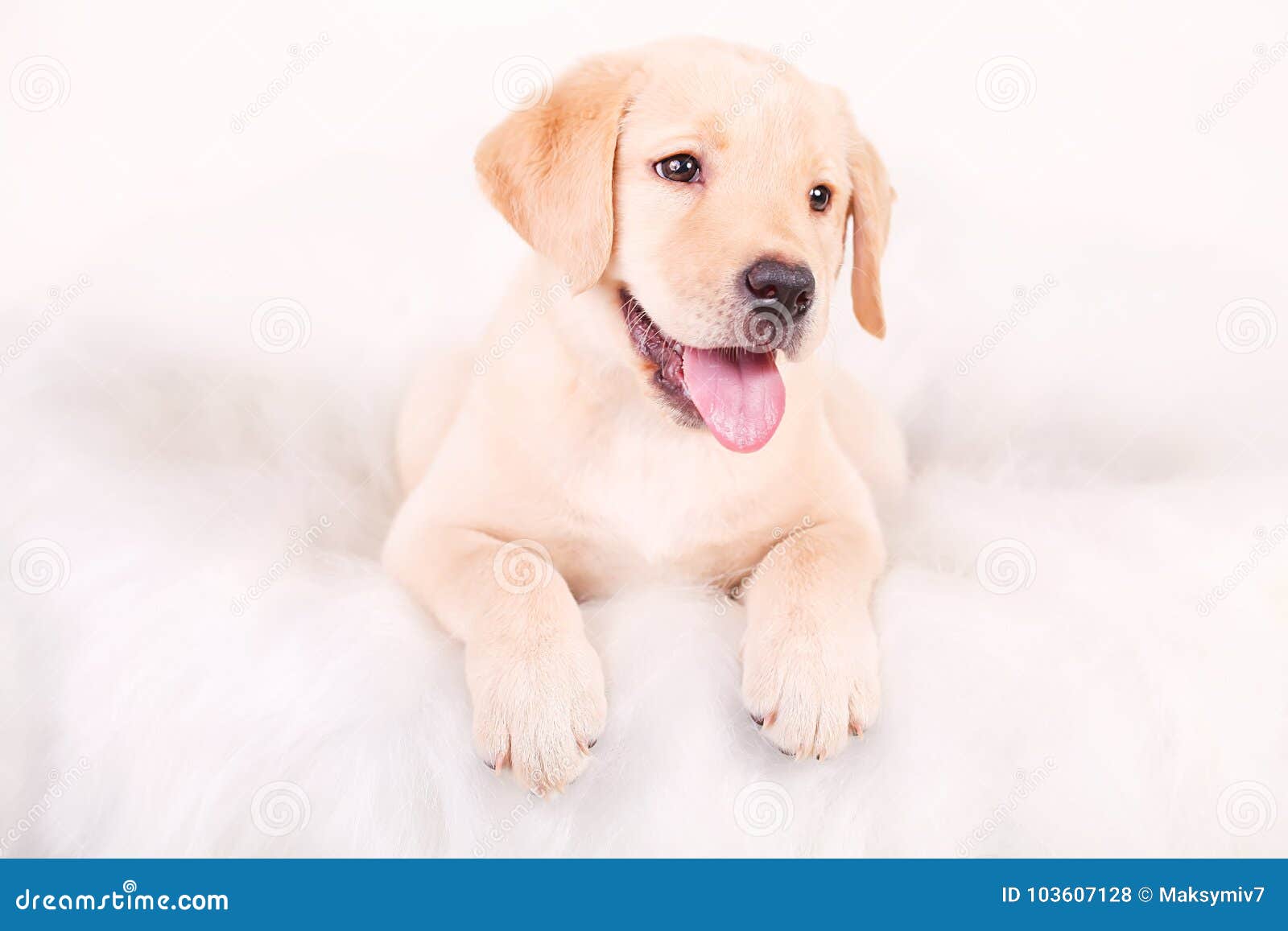 Chien De Dessin Chiot Labrador Portrait Sur Un Fond Blanc Photo Stock Image Du Oeil Mignon Chien De Dessin Chiot Labrador Portrait Sur Un Fond Blanc Photo Stock Image Du Oeil Mignon
