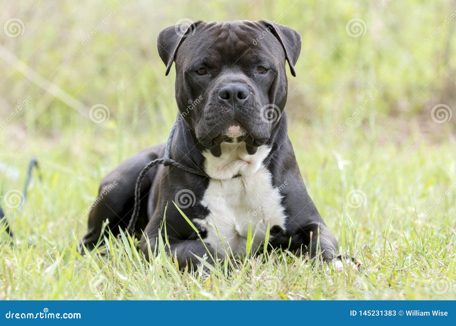 Chien De Grand Mlange Noir De Cane Corso Et De Pitbull