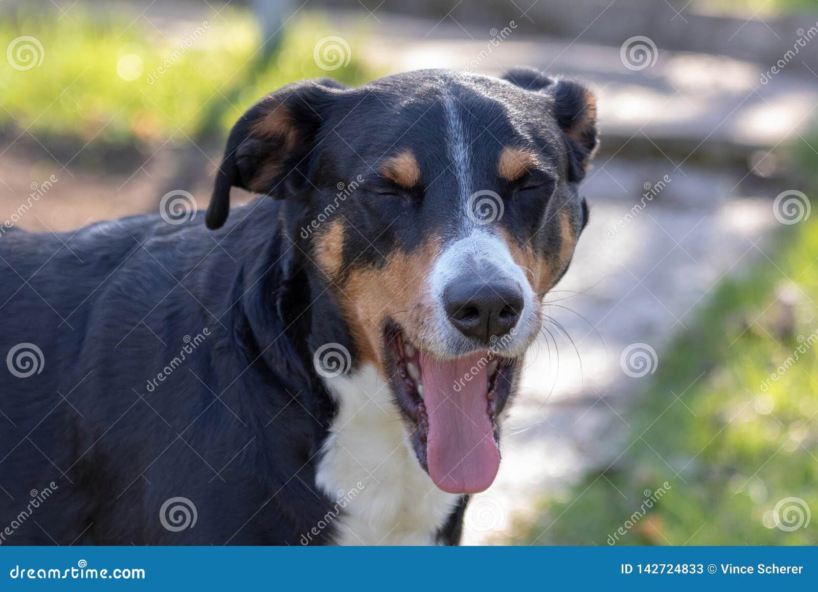 Chien De Montagne Dappenzeller Baîllant Chien Tricolore