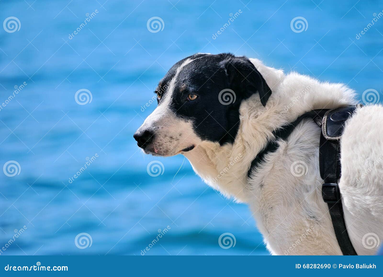 Chien De Moutons Noir Et Blanc Triste Photo Stock Image Du