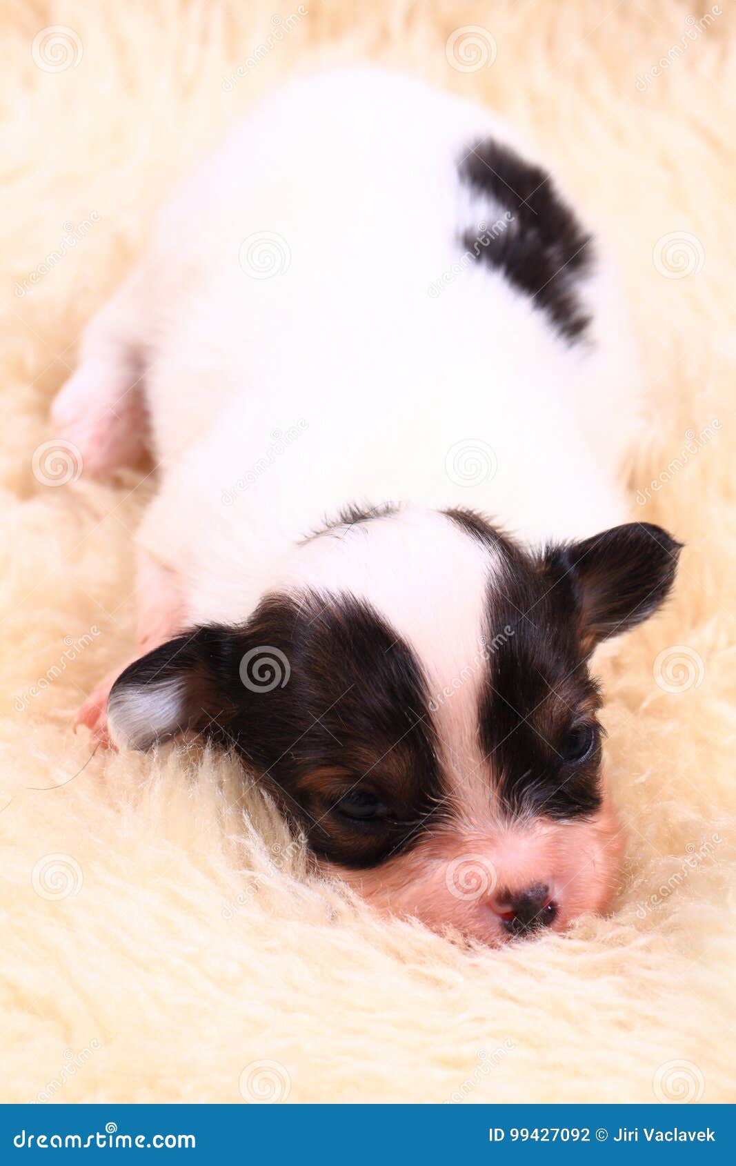 Chien De Papillon Nouveau Ne Photo Stock Image Du Chiot Fond Chien De Papillon Nouveau Ne Photo Stock Image Du Chiot Fond