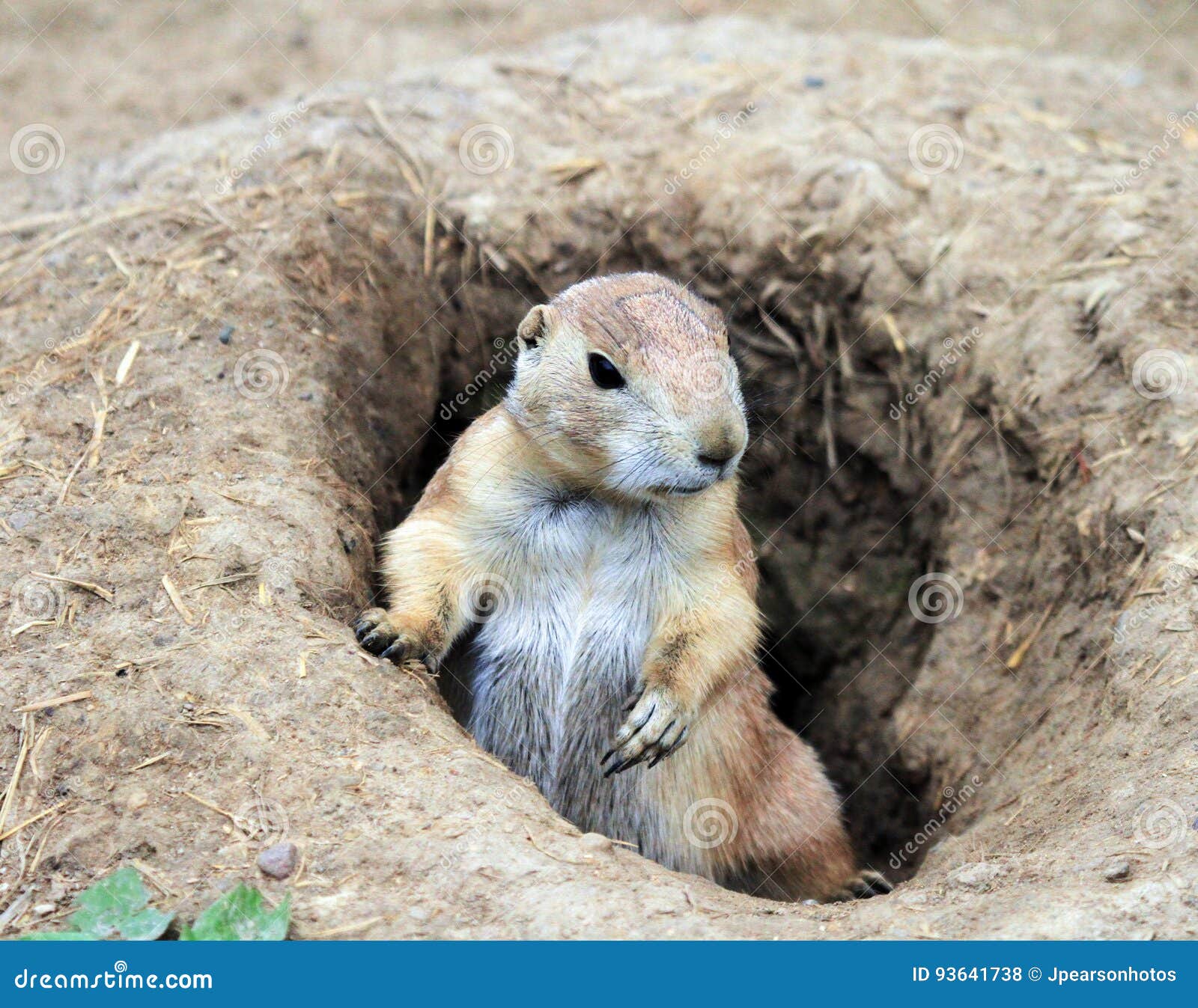Chien De Prairie De Bebe Photo Stock Image Du Crabot