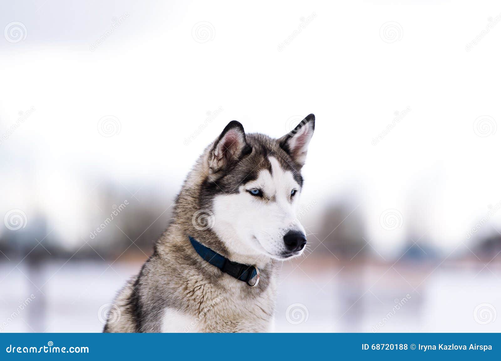 Chien De Pur Sang Semblable à Un Loup Photo Stock Image Du