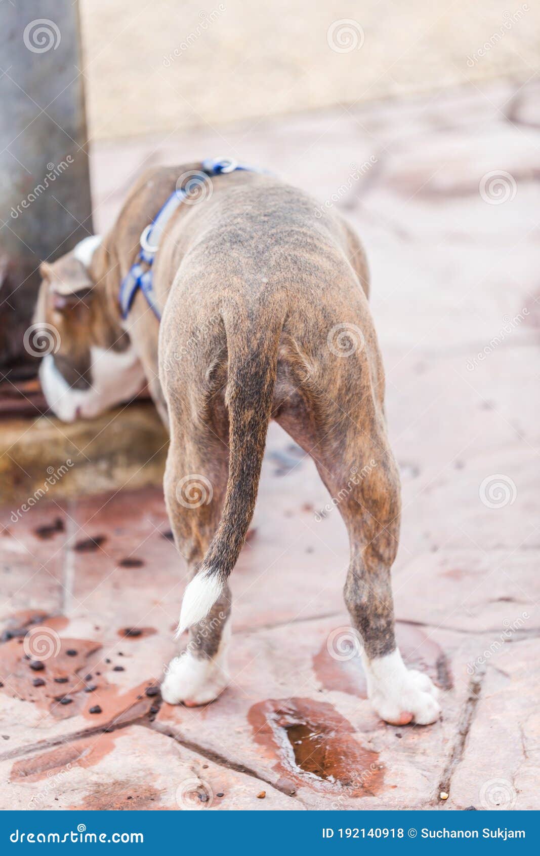 Chien De Queue Et Pitbull Du Cul Photo stock - Image du heureux, taureau:  192140918