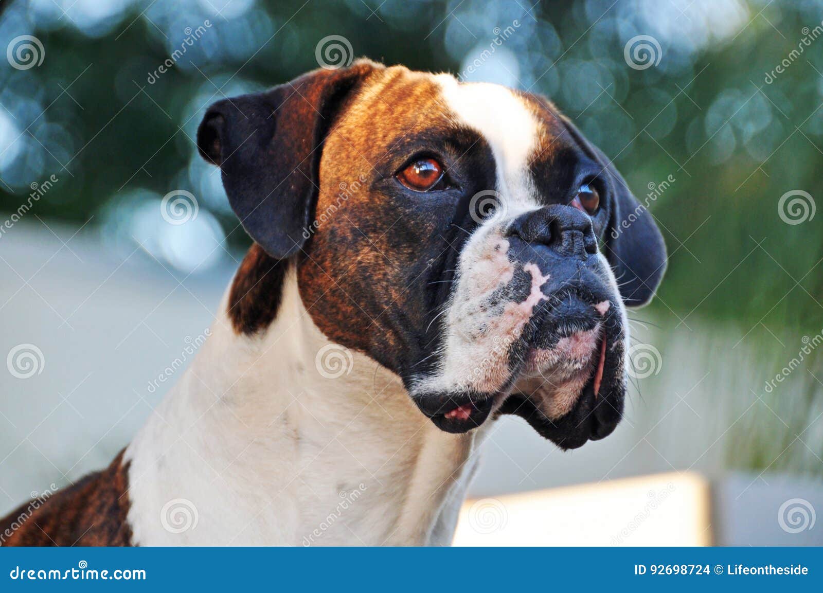 Chien De Race Bringé Et Blanc De Portrait En Gros Plan De