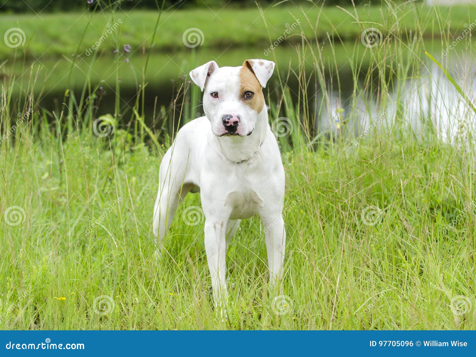 Chien De Race Mélangé Par Bouledogue De Bull Terrier Photo