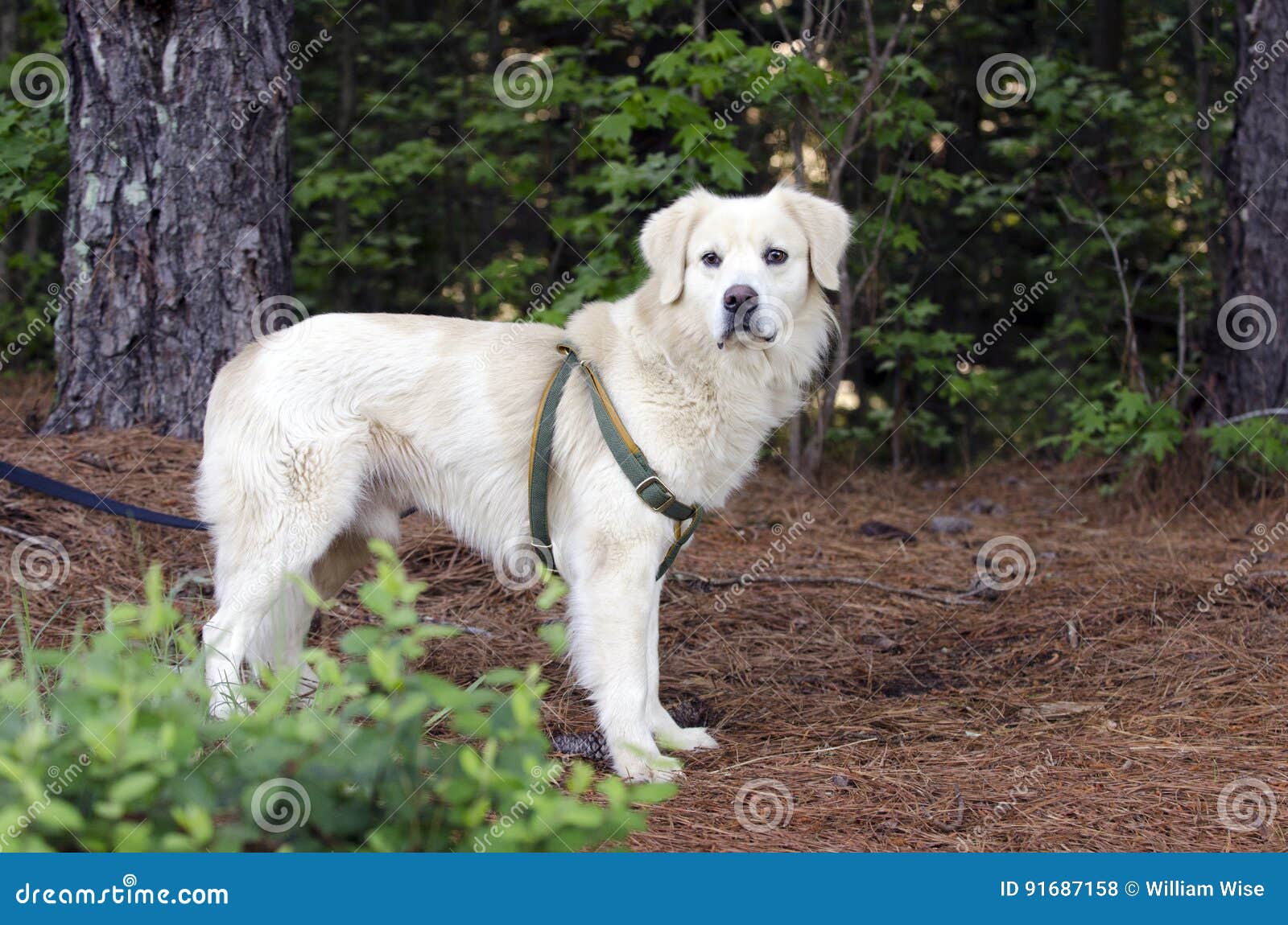 Chien De Race Mélangé Par Grands Pyrénées De Golden