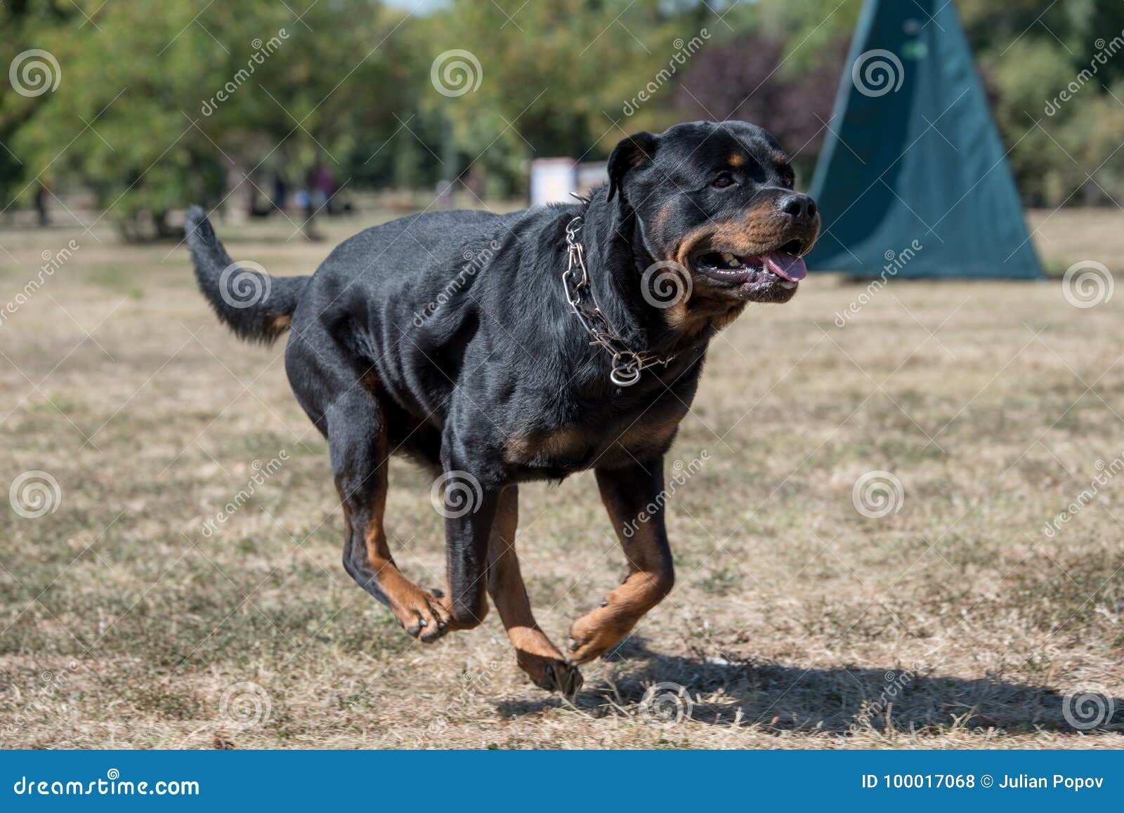 Chien De Race De Rottweiler Dehors Dans La Nature Un Jour D