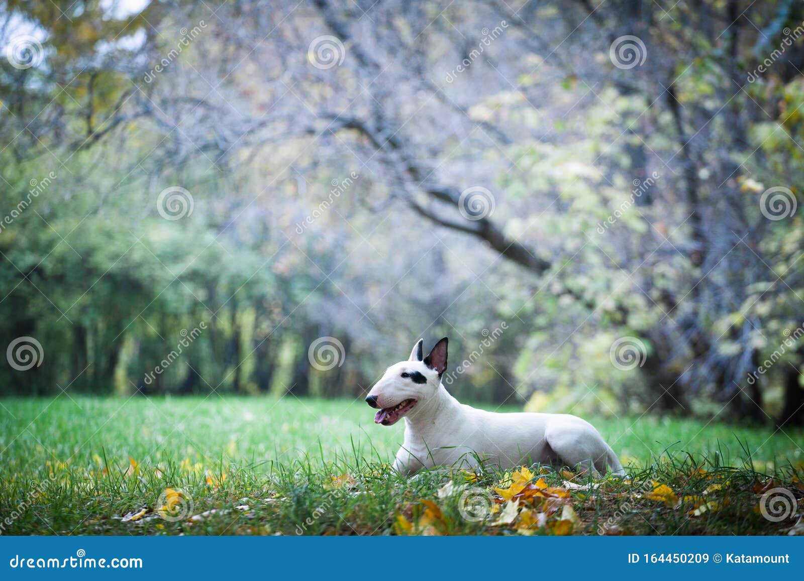 Chien De Race De Taureaux Blancs Avec Un Point Noir Pres De L Oeil Image Stock Image Du Quatre Famille