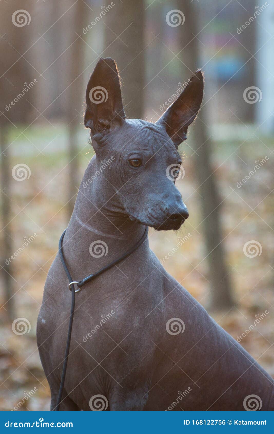 Chien De Race Xoloitzcuintle, Chauve Mexicain, Portrait De Xolo