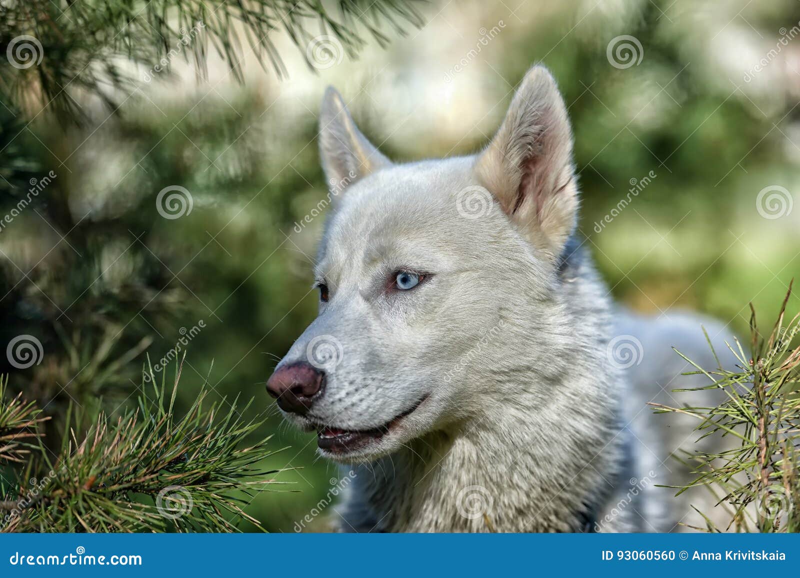 Chien De Traîneau Aux Yeux Bleus Blanc Photo Stock Image