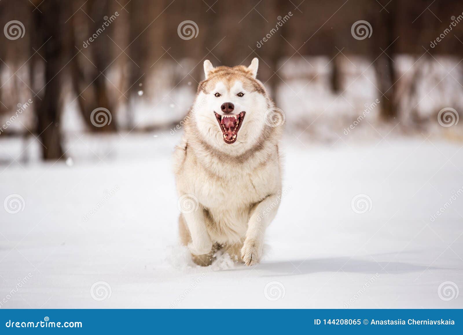 Chien De Traîneau Sibérien Fou Heureux Et Drôle De Race