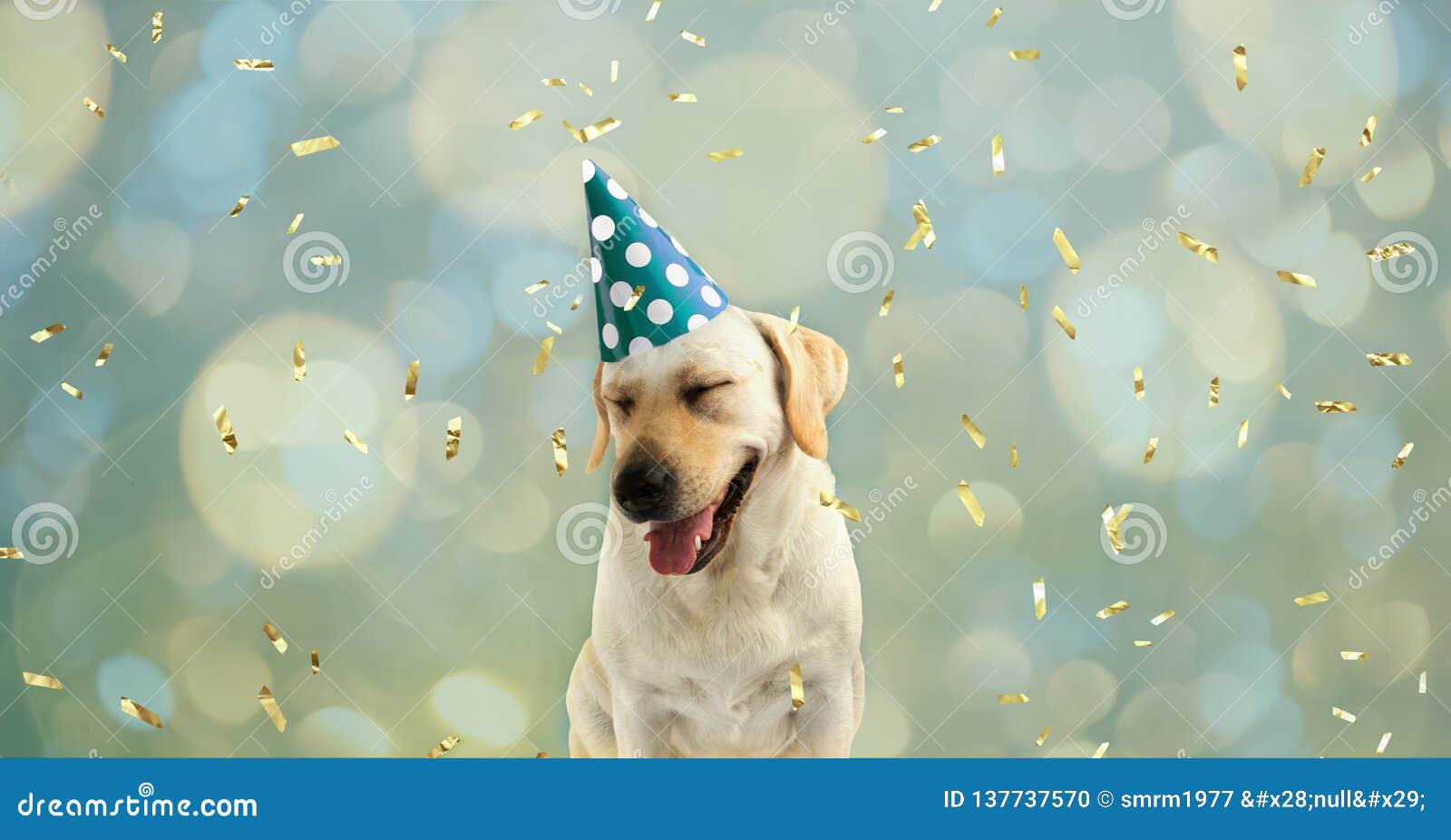 Chien Drole Et Heureux Celebrant Un Anniversaire Ou Une Nouvelle Annee Avec Un Chapeau Vert Et Blanc De Partie De Point De Polka Photo Stock Image Du Point Chapeau Chien Drole Et Heureux Celebrant Un Anniversaire Ou Une Nouvelle Annee Avec Un Chapeau Vert Et Blanc De Partie De Point De Polka Photo Stock Image Du Point Chapeau